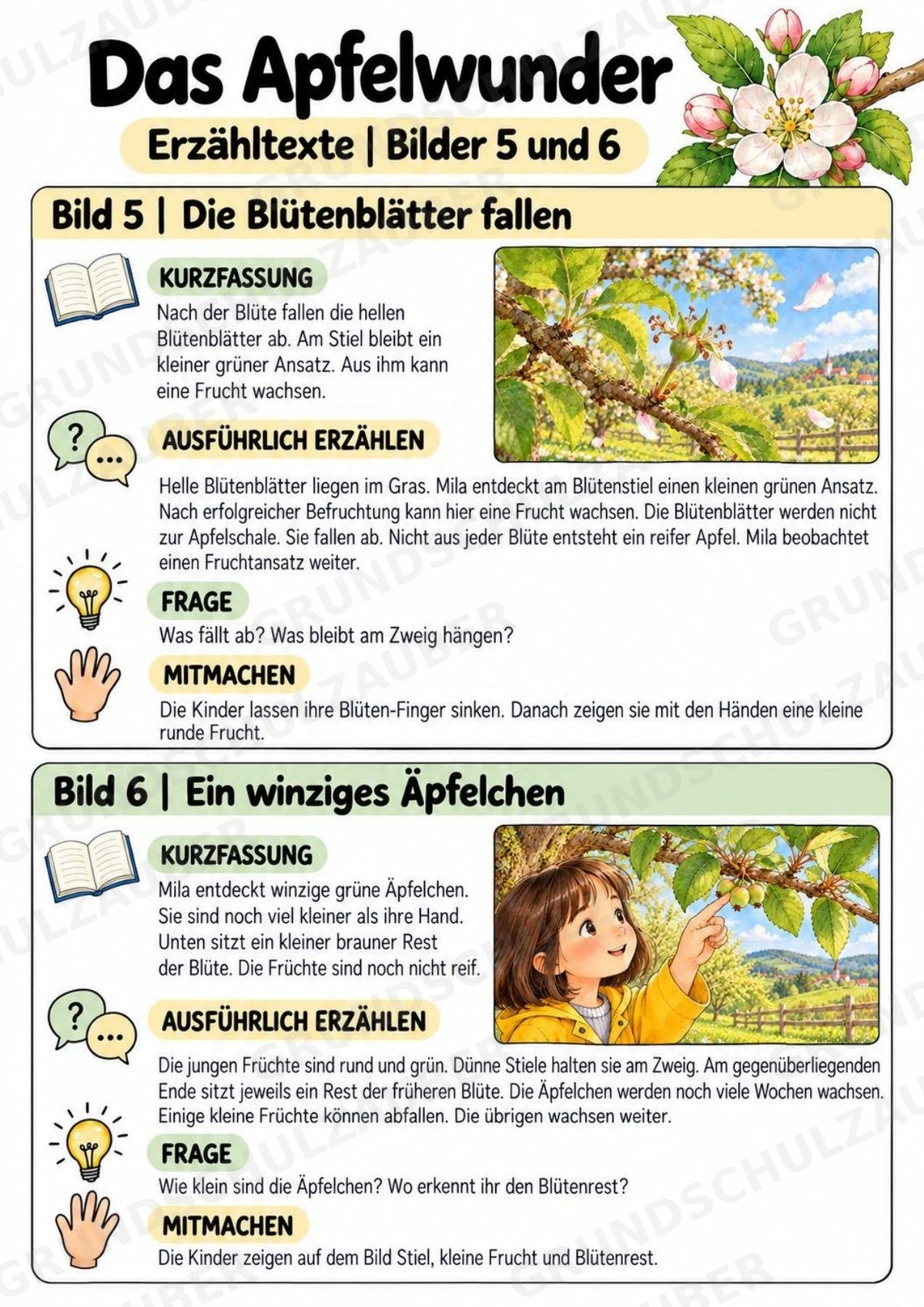 Das Apfelwunder: Kamishibai Apfel für Vorschule & Klasse 1/2 – Materialseite 18