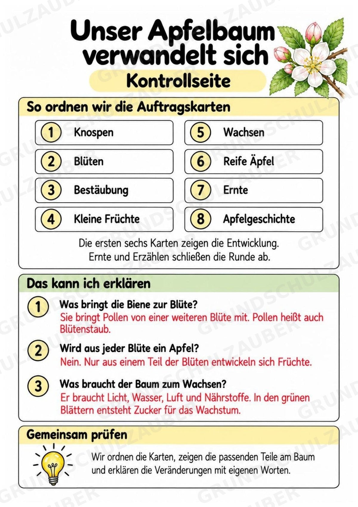 Apfelbaum XXL: Mitmachbaum zur Apfelentwicklung für Klasse 1/2 | Kamishibai – Materialseite 23
