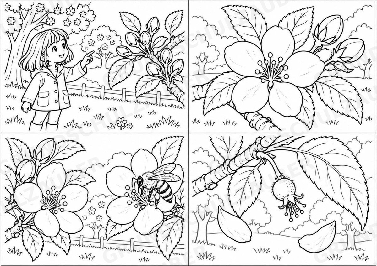 Apfeltheater basteln: Mini-Kamishibai Apfel für Klasse 1/2 | Kamishibai – Materialseite 8