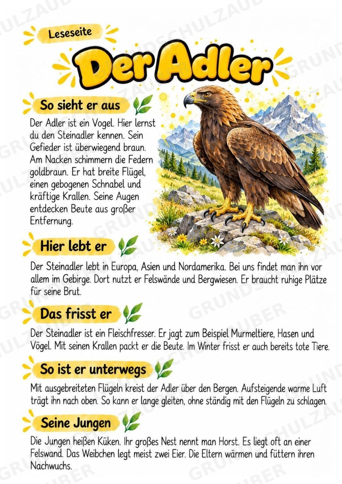 Der Adler – Lesetext & Steckbrief | Sachunterricht Tiere & Vögel Grundschule – Materialseite 2