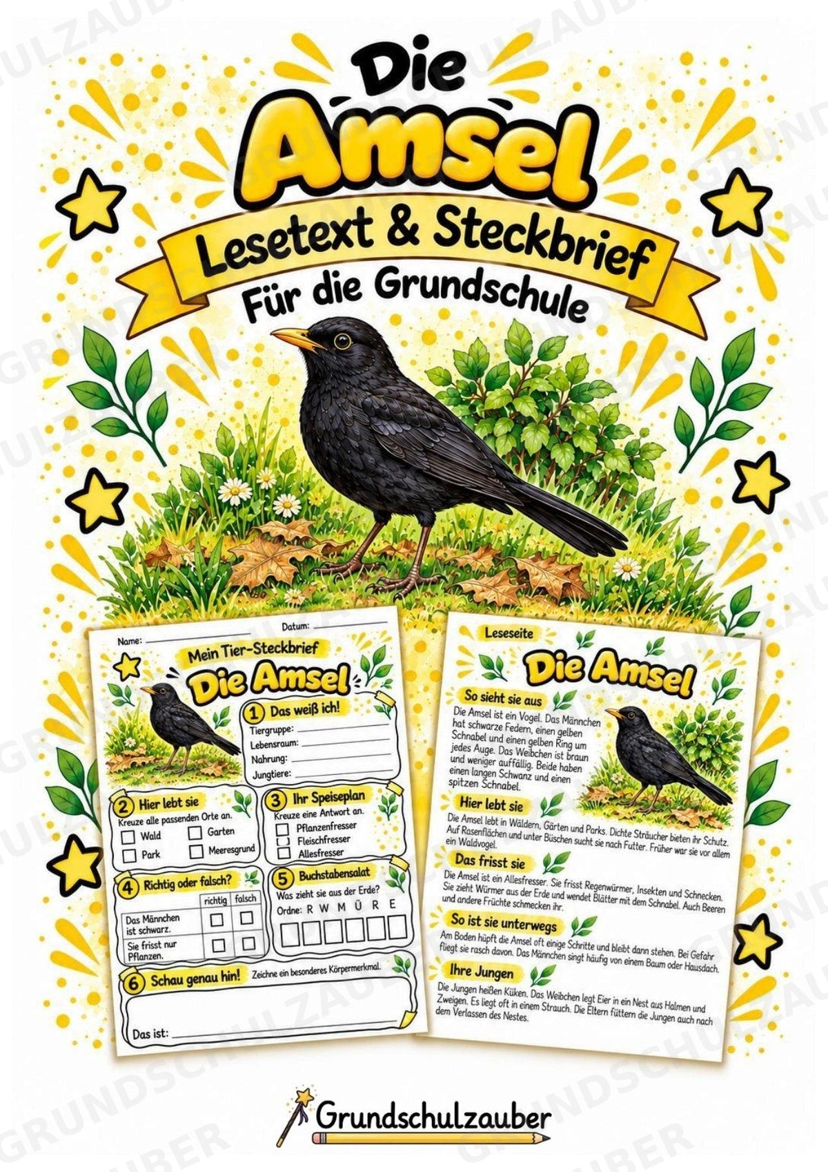 Amsel - Lesetext & Steckbrief | Sachunterricht Tiere Grundschule – Cover