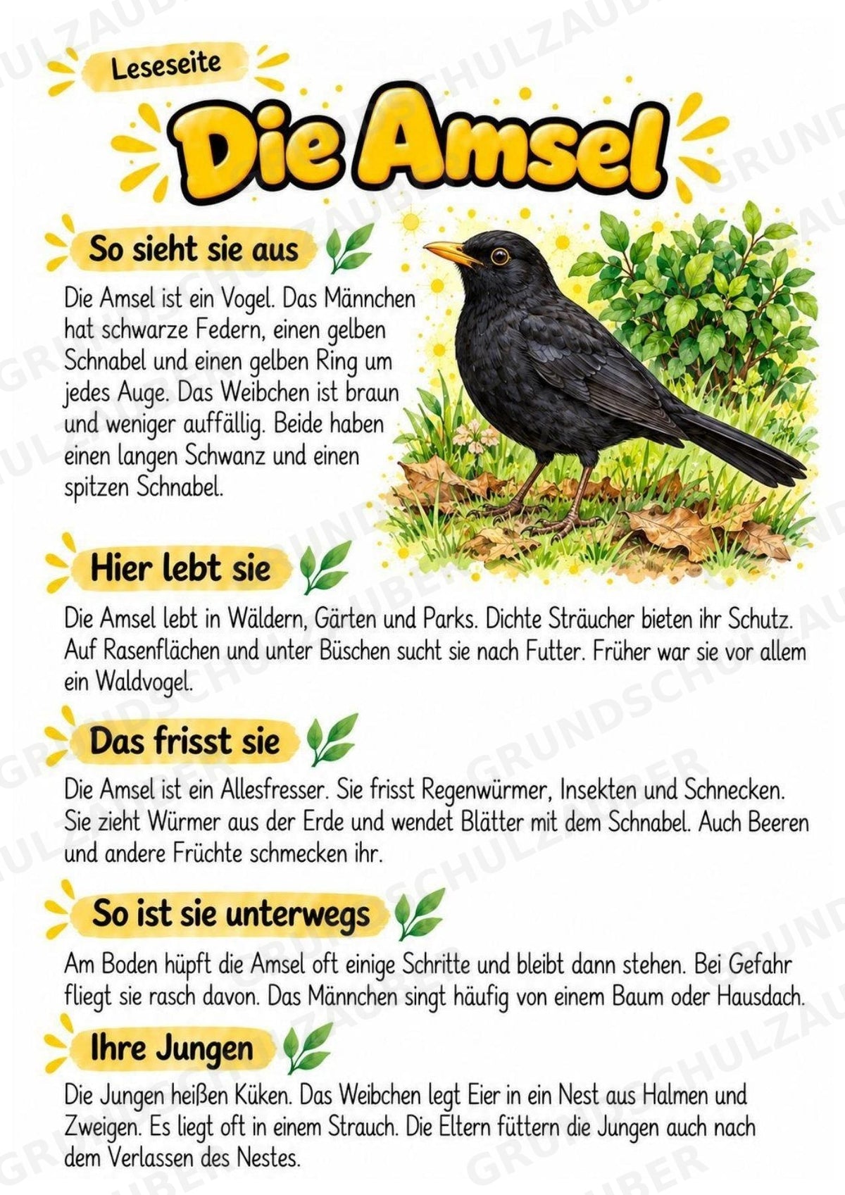 Amsel - Lesetext & Steckbrief | Sachunterricht Tiere Grundschule – Materialseite 2