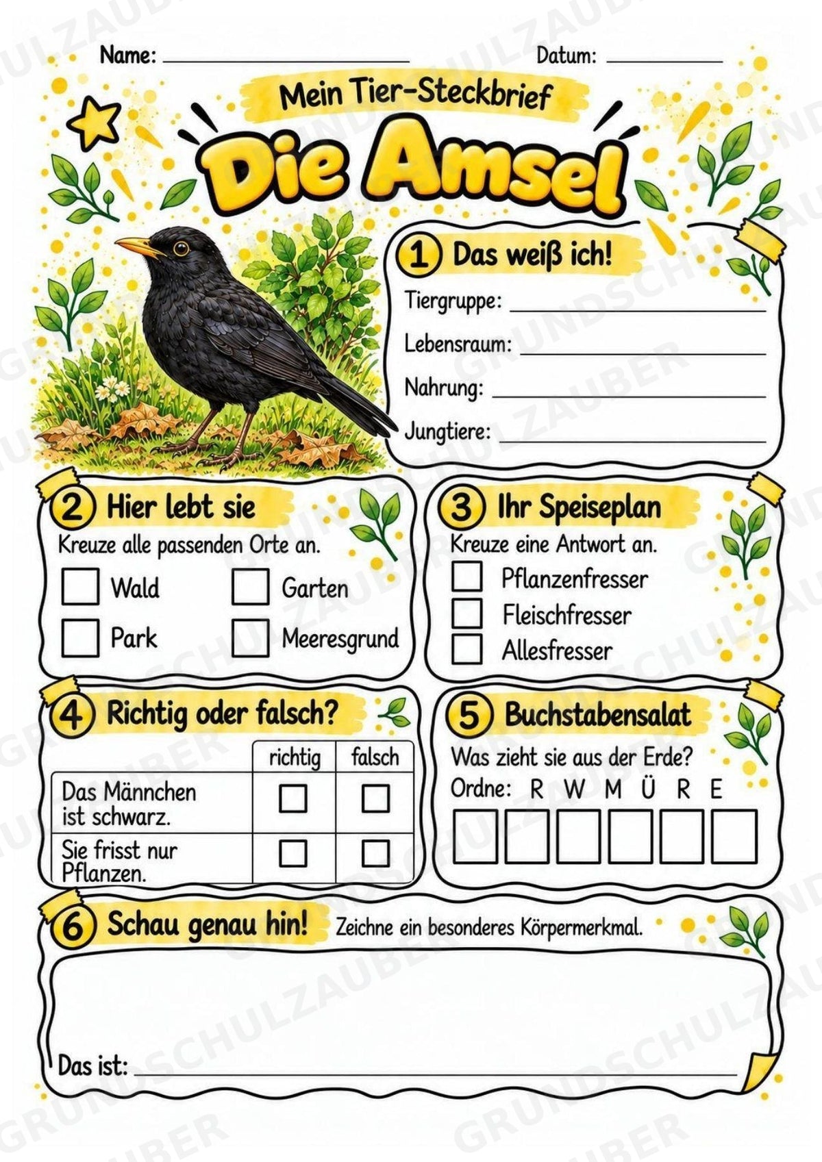 Amsel - Lesetext & Steckbrief | Sachunterricht Tiere Grundschule – Materialseite 3