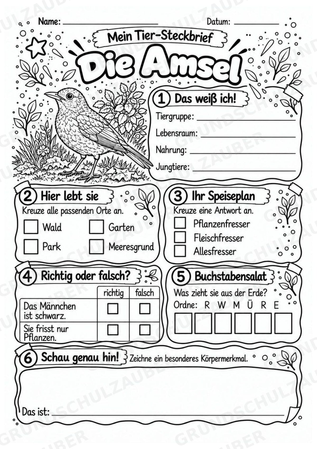 Amsel - Lesetext & Steckbrief | Sachunterricht Tiere Grundschule – Materialseite 4