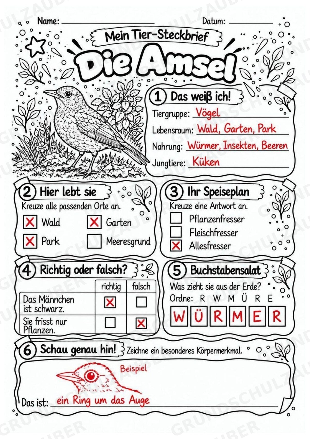 Amsel - Lesetext & Steckbrief | Sachunterricht Tiere Grundschule – Materialseite 5