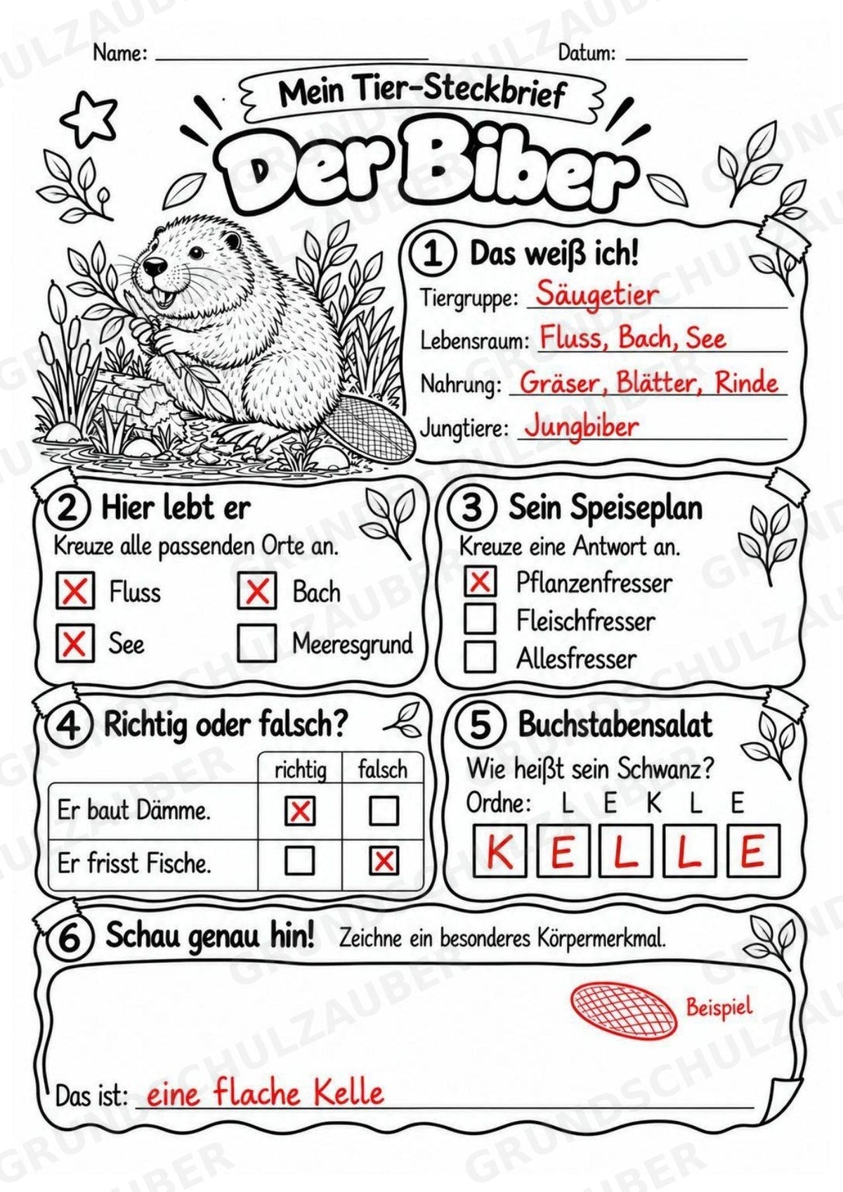 Biber - Lesetext & Steckbrief | Sachunterricht Tiere Grundschule – Materialseite 5