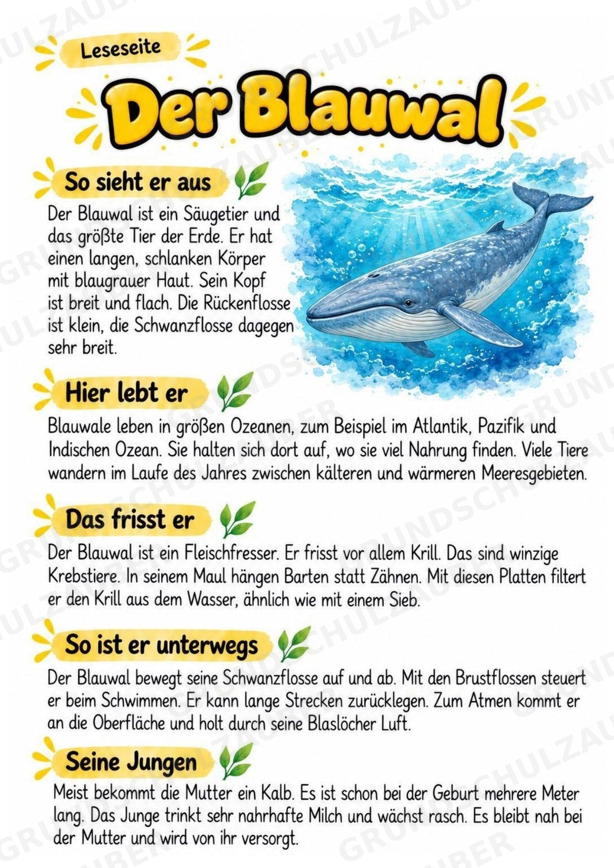 Blauwal - Lesetext & Steckbrief | Sachunterricht Tiere Grundschule – Materialseite 2