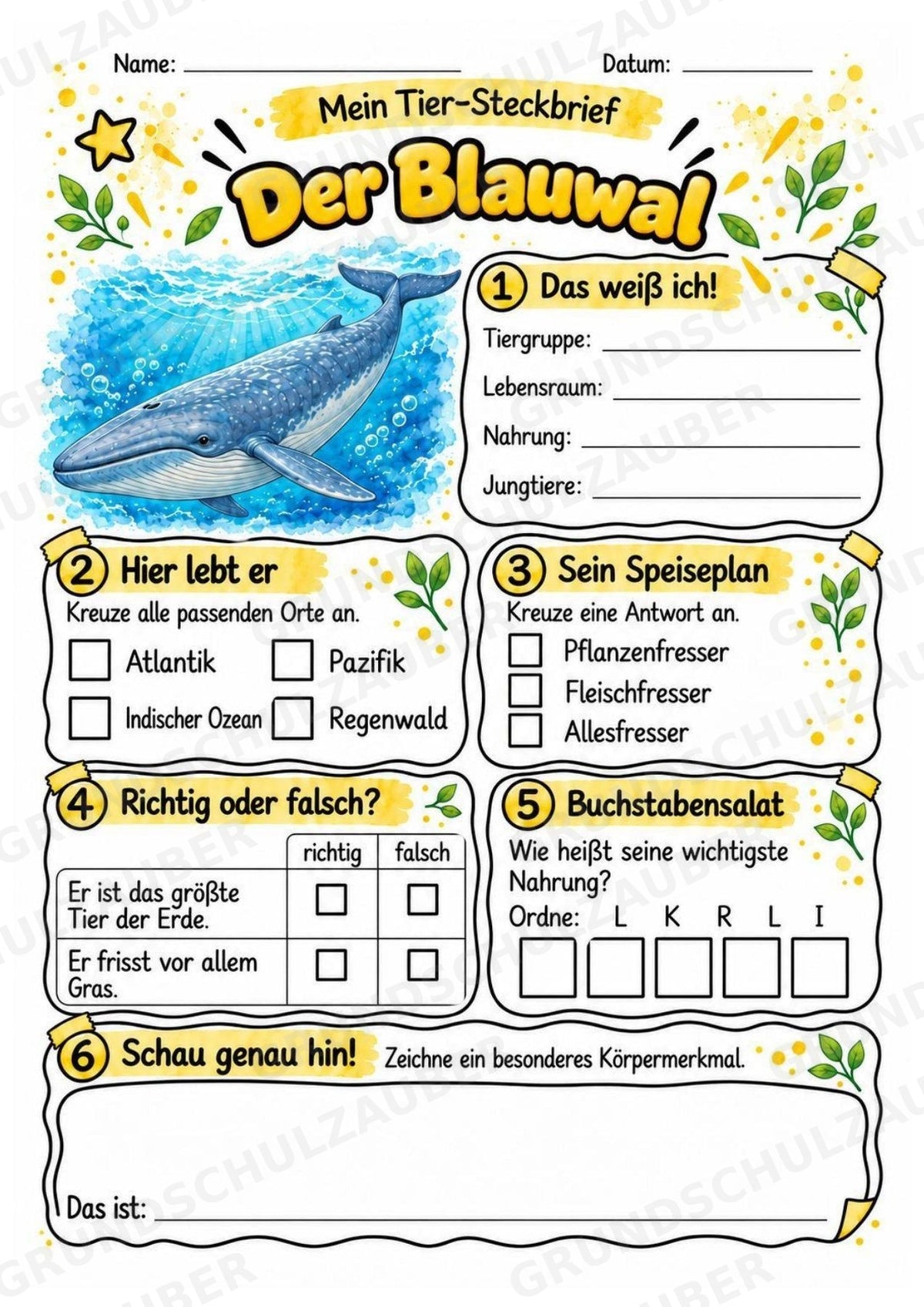 Blauwal - Lesetext & Steckbrief | Sachunterricht Tiere Grundschule – Materialseite 3