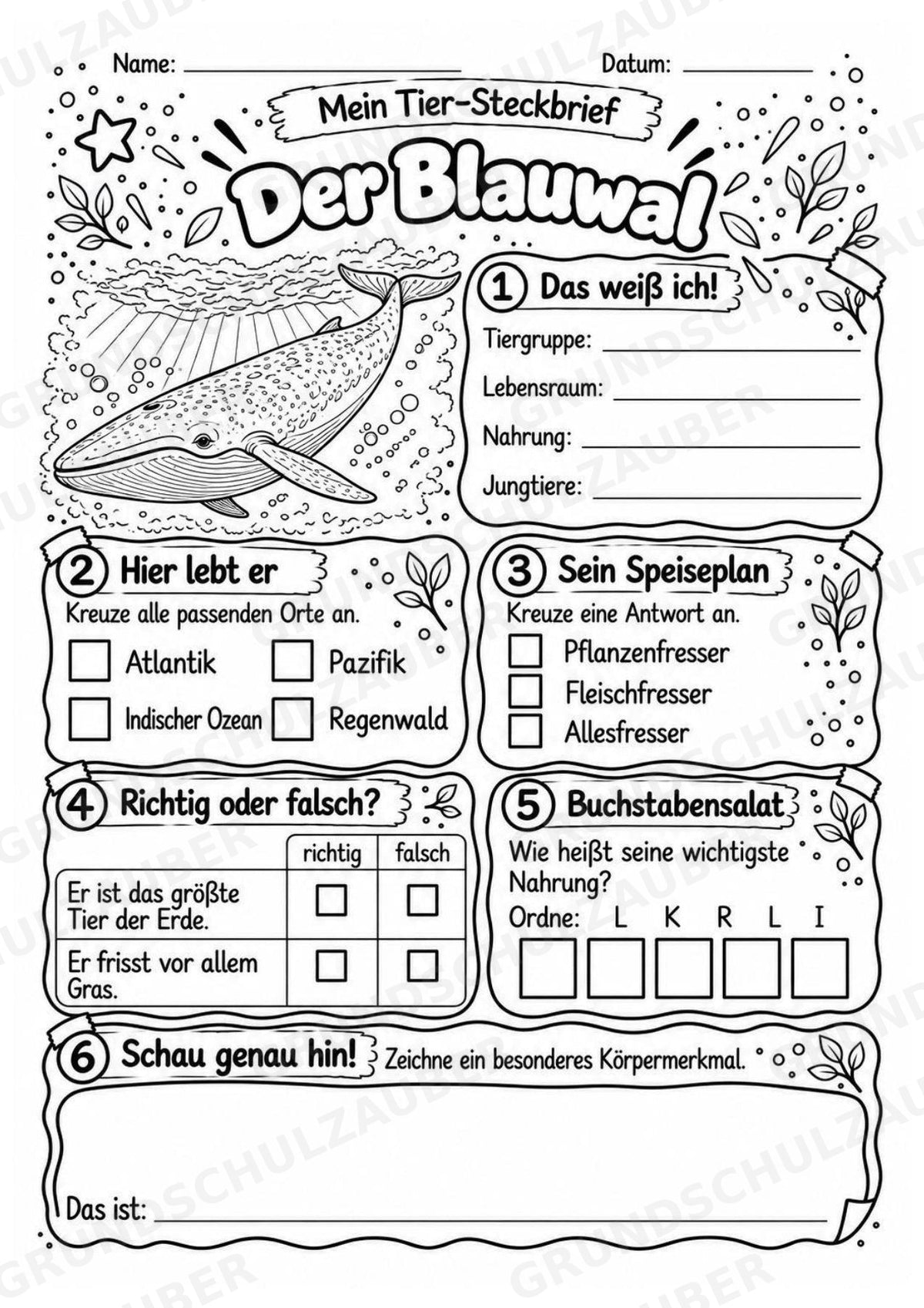 Blauwal - Lesetext & Steckbrief | Sachunterricht Tiere Grundschule – Materialseite 4