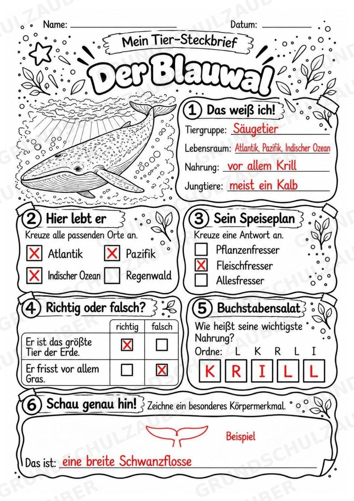 Blauwal - Lesetext & Steckbrief | Sachunterricht Tiere Grundschule – Materialseite 5