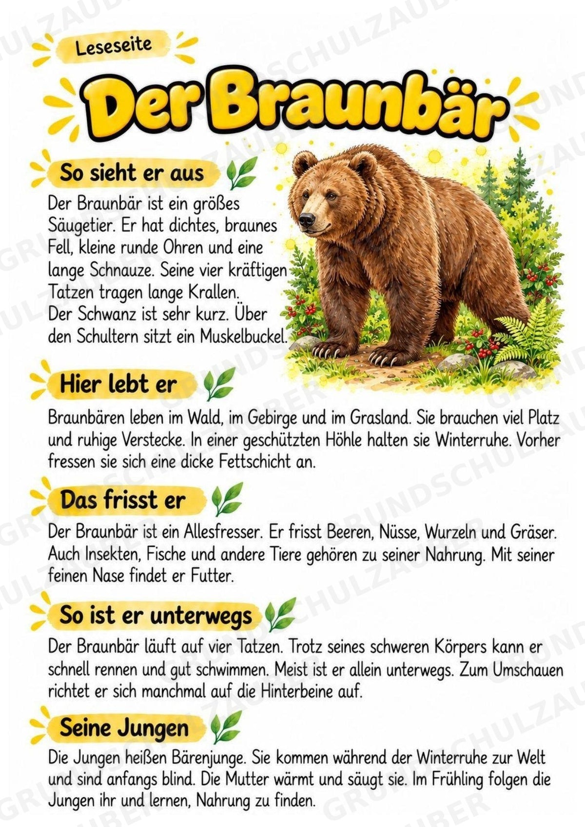 Braunbär - Lesetext & Steckbrief | Sachunterricht Tiere Grundschule – Materialseite 2