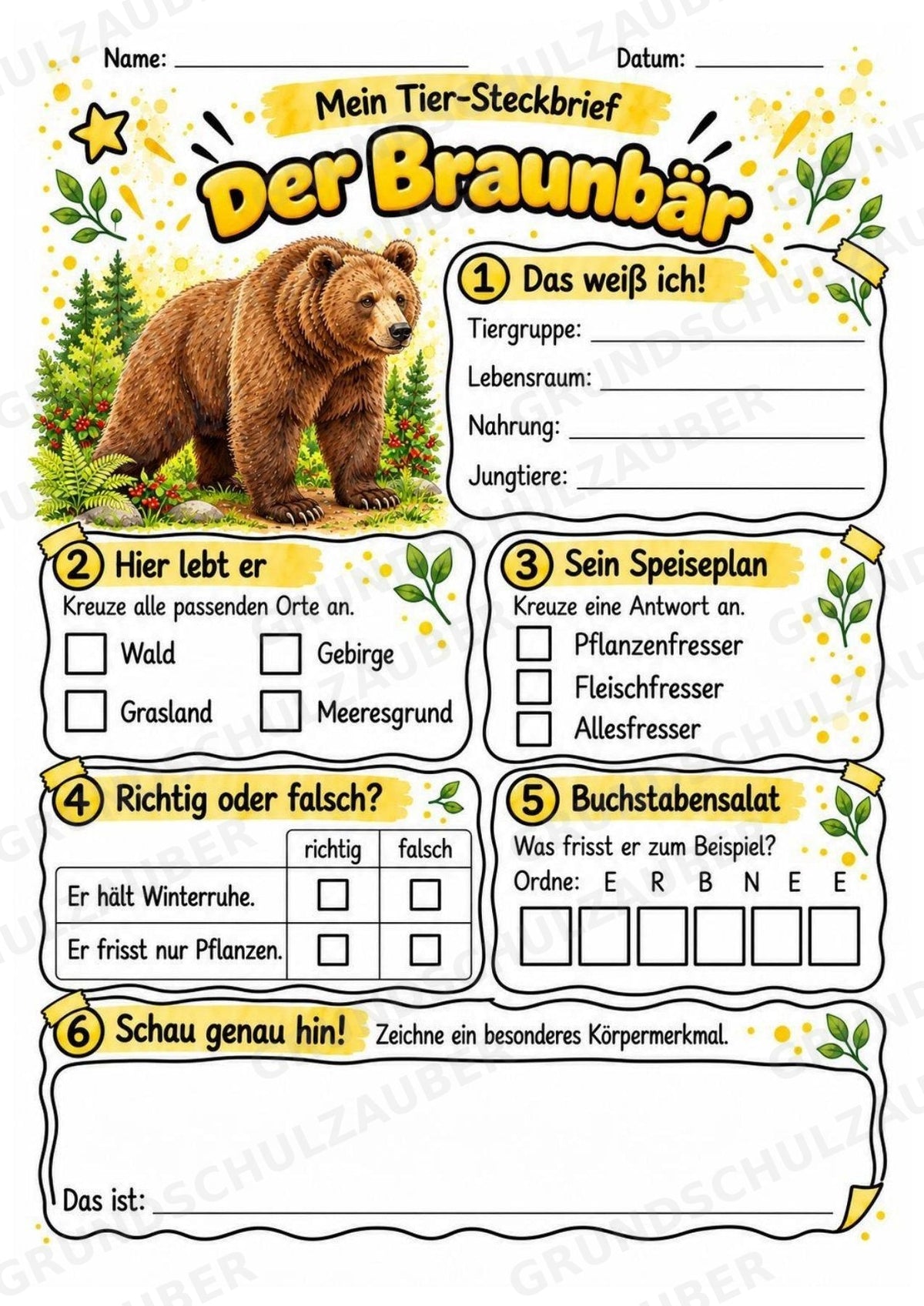 Braunbär - Lesetext & Steckbrief | Sachunterricht Tiere Grundschule – Materialseite 3