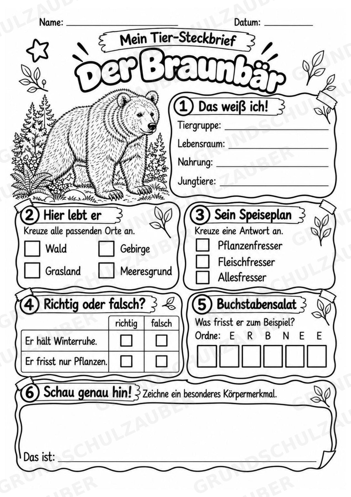 Braunbär - Lesetext & Steckbrief | Sachunterricht Tiere Grundschule – Materialseite 4