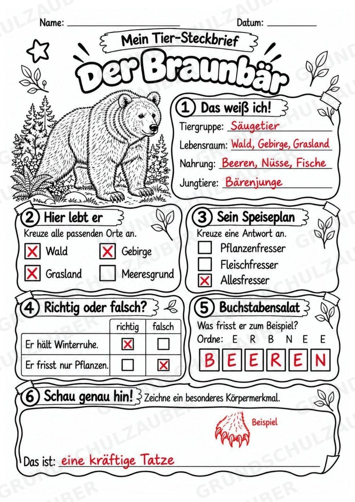Braunbär - Lesetext & Steckbrief | Sachunterricht Tiere Grundschule – Materialseite 5