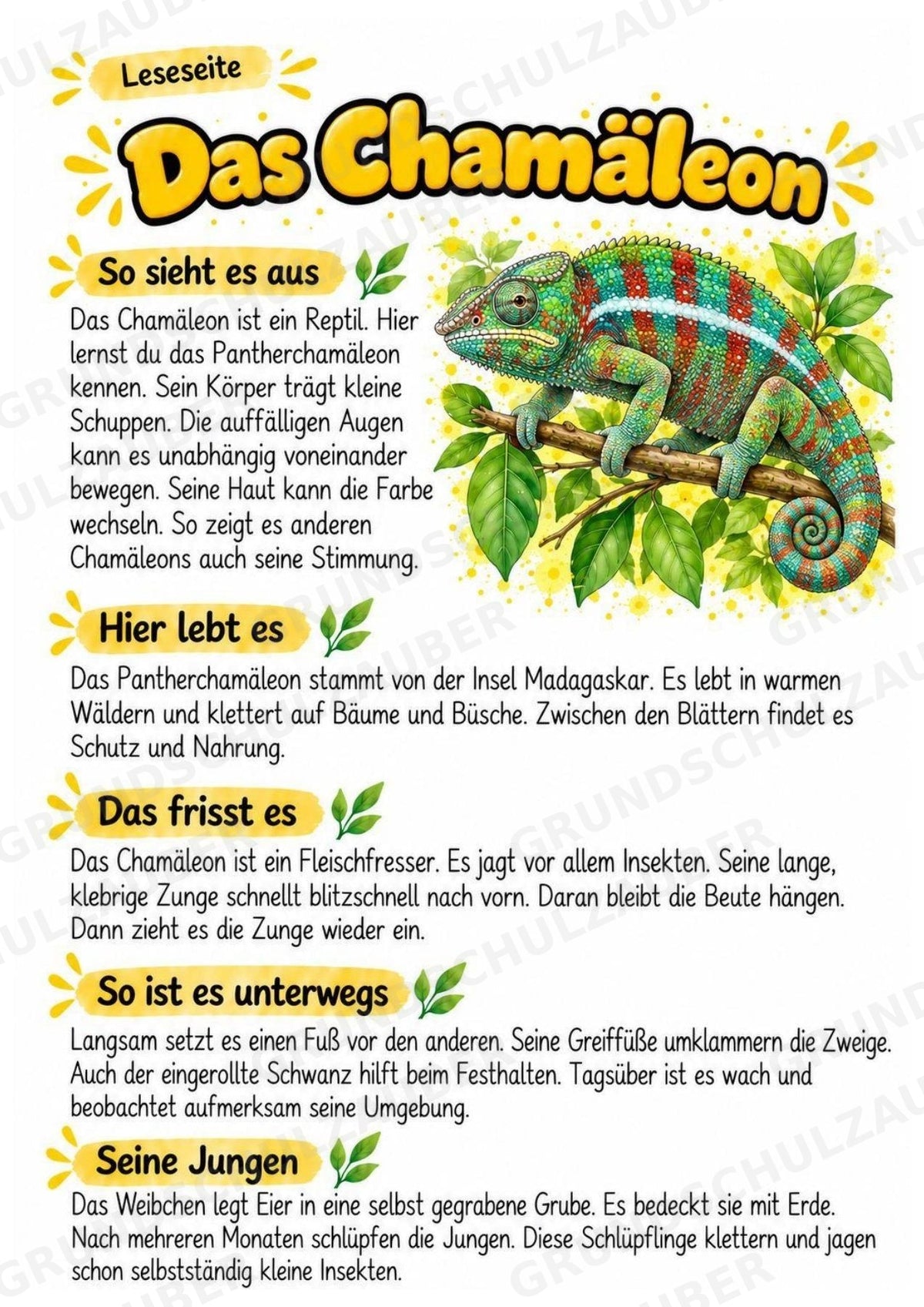 Chamäleon - Lesetext & Steckbrief | Sachunterricht Tiere Grundschule – Materialseite 2