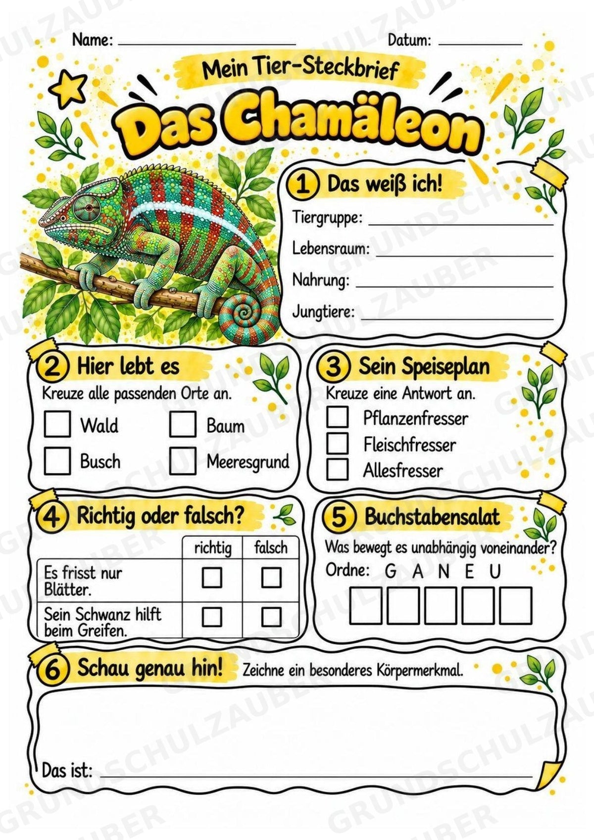 Chamäleon - Lesetext & Steckbrief | Sachunterricht Tiere Grundschule – Materialseite 3