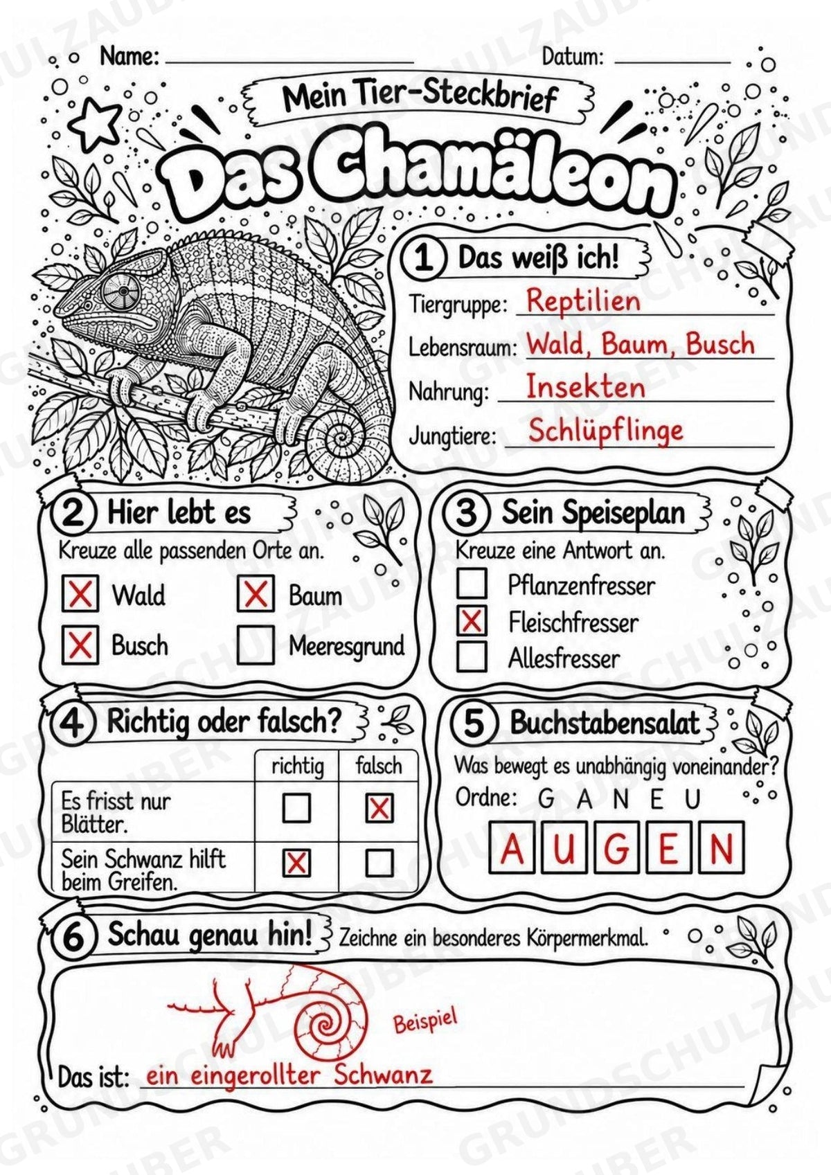 Chamäleon - Lesetext & Steckbrief | Sachunterricht Tiere Grundschule – Materialseite 5