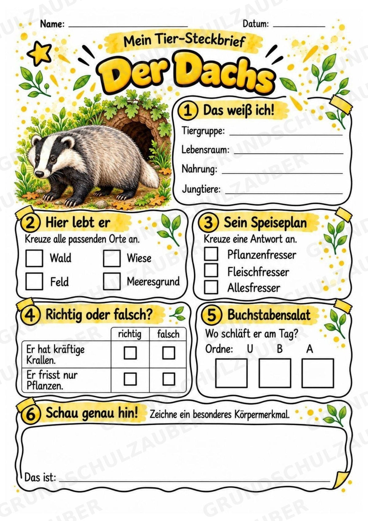 Dachs - Lesetext & Steckbrief | Sachunterricht Tiere Grundschule – Materialseite 3
