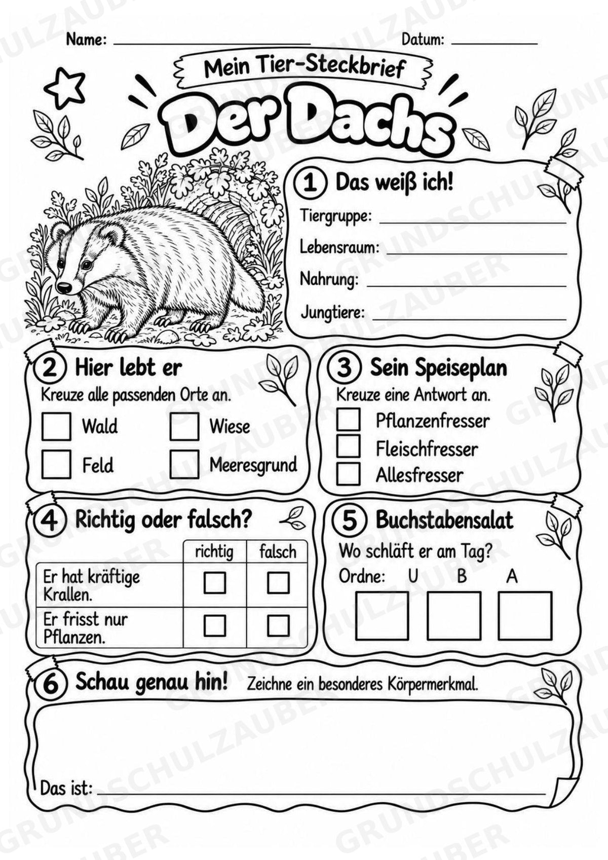 Dachs - Lesetext & Steckbrief | Sachunterricht Tiere Grundschule – Materialseite 4