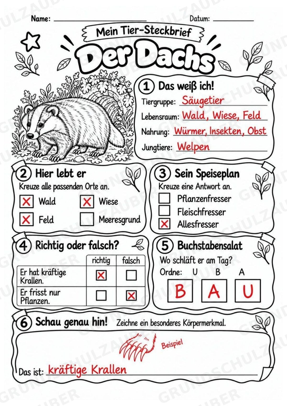 Dachs - Lesetext & Steckbrief | Sachunterricht Tiere Grundschule – Materialseite 5