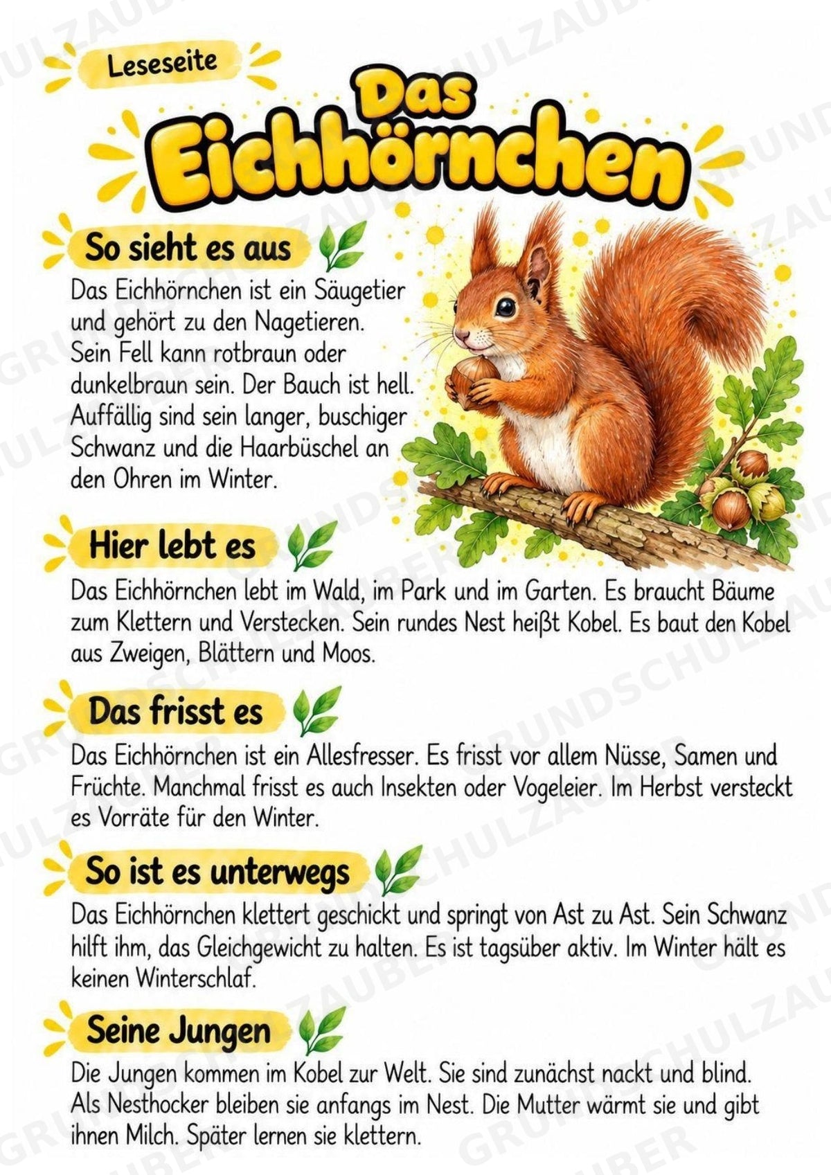 Eichhörnchen - Lesetext & Steckbrief | Sachunterricht Tiere Grundschule – Materialseite 2
