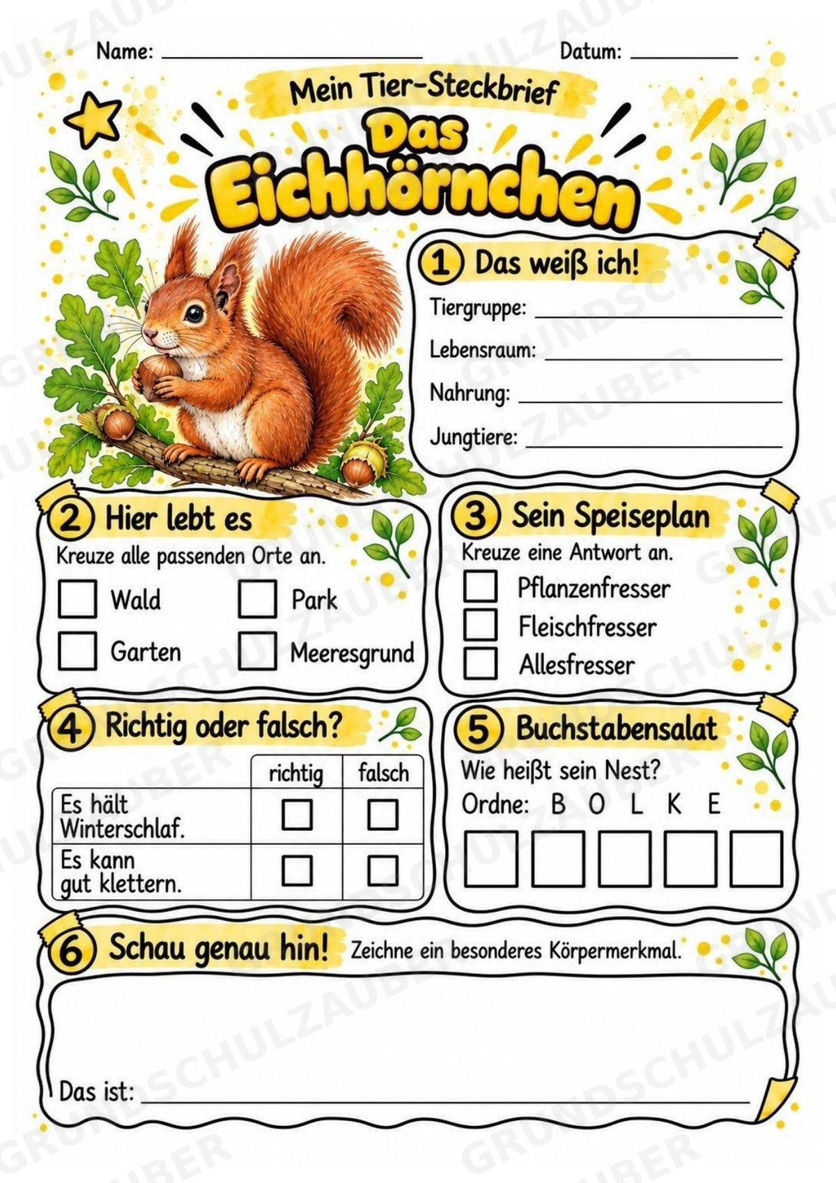 Eichhörnchen - Lesetext & Steckbrief | Sachunterricht Tiere Grundschule – Materialseite 3
