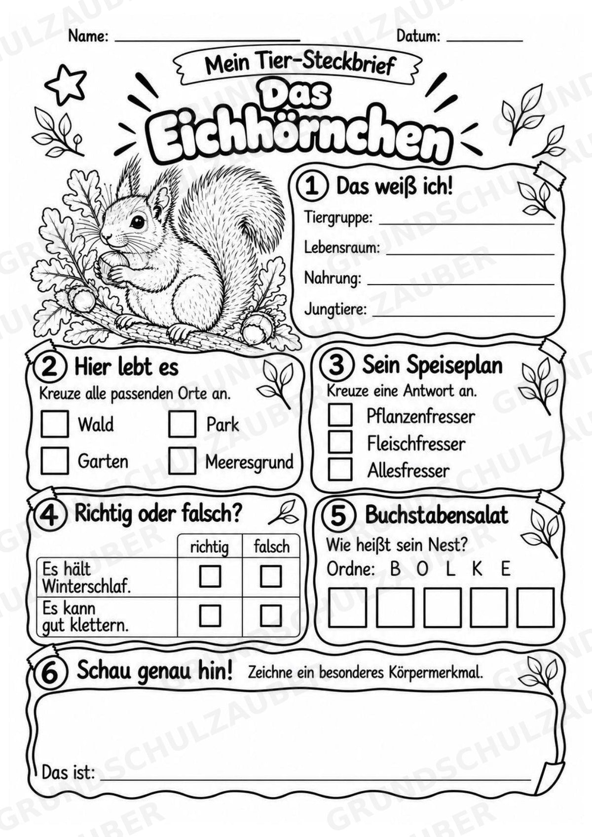 Eichhörnchen - Lesetext & Steckbrief | Sachunterricht Tiere Grundschule – Materialseite 4