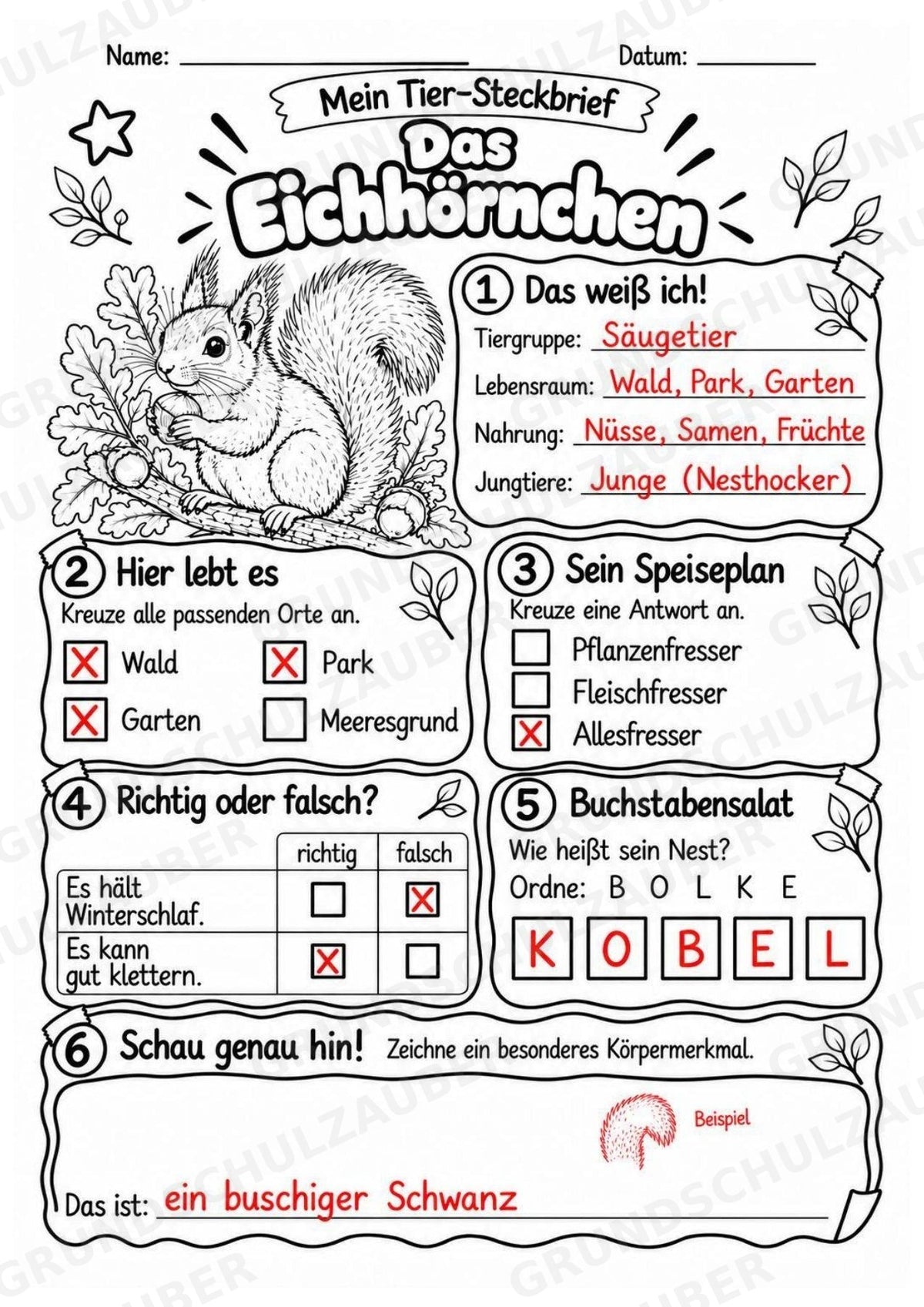 Eichhörnchen - Lesetext & Steckbrief | Sachunterricht Tiere Grundschule – Materialseite 5