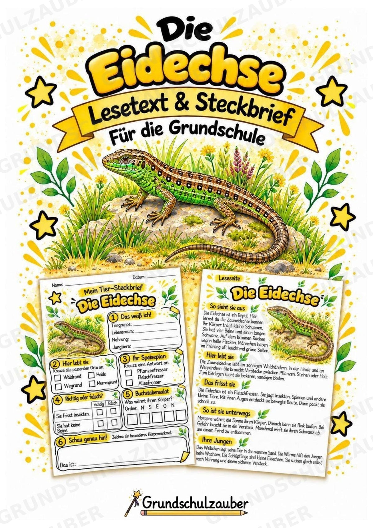 Eidechse - Lesetext & Steckbrief | Sachunterricht Tiere Grundschule – Cover