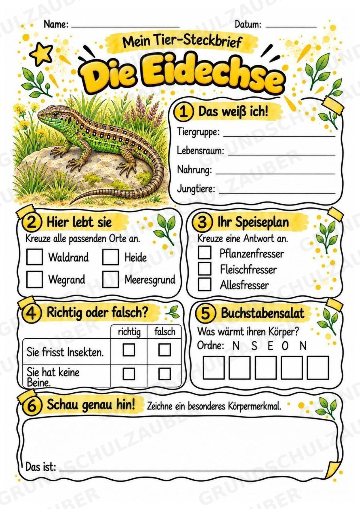 Eidechse - Lesetext & Steckbrief | Sachunterricht Tiere Grundschule – Materialseite 3