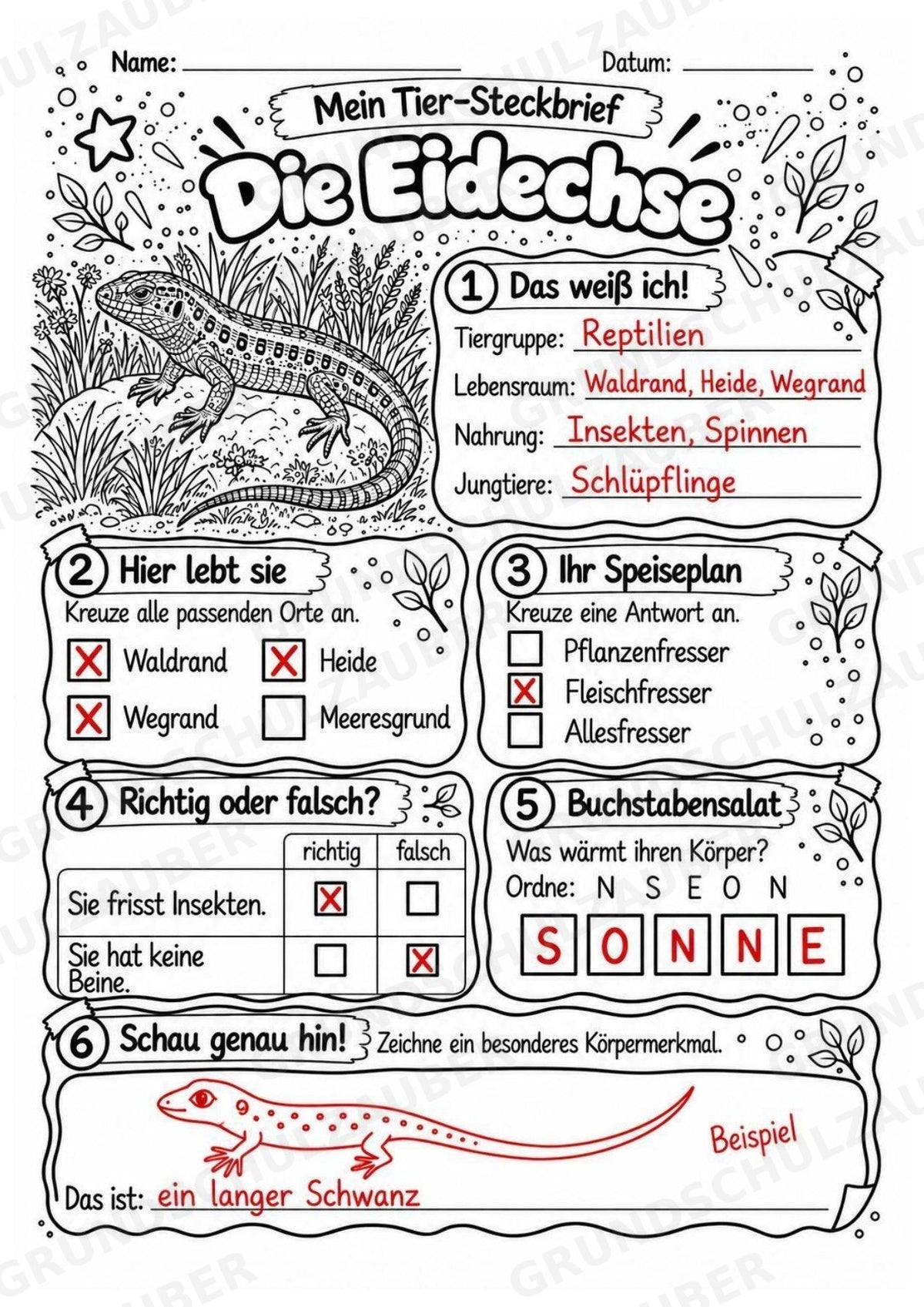 Eidechse - Lesetext & Steckbrief | Sachunterricht Tiere Grundschule – Materialseite 5