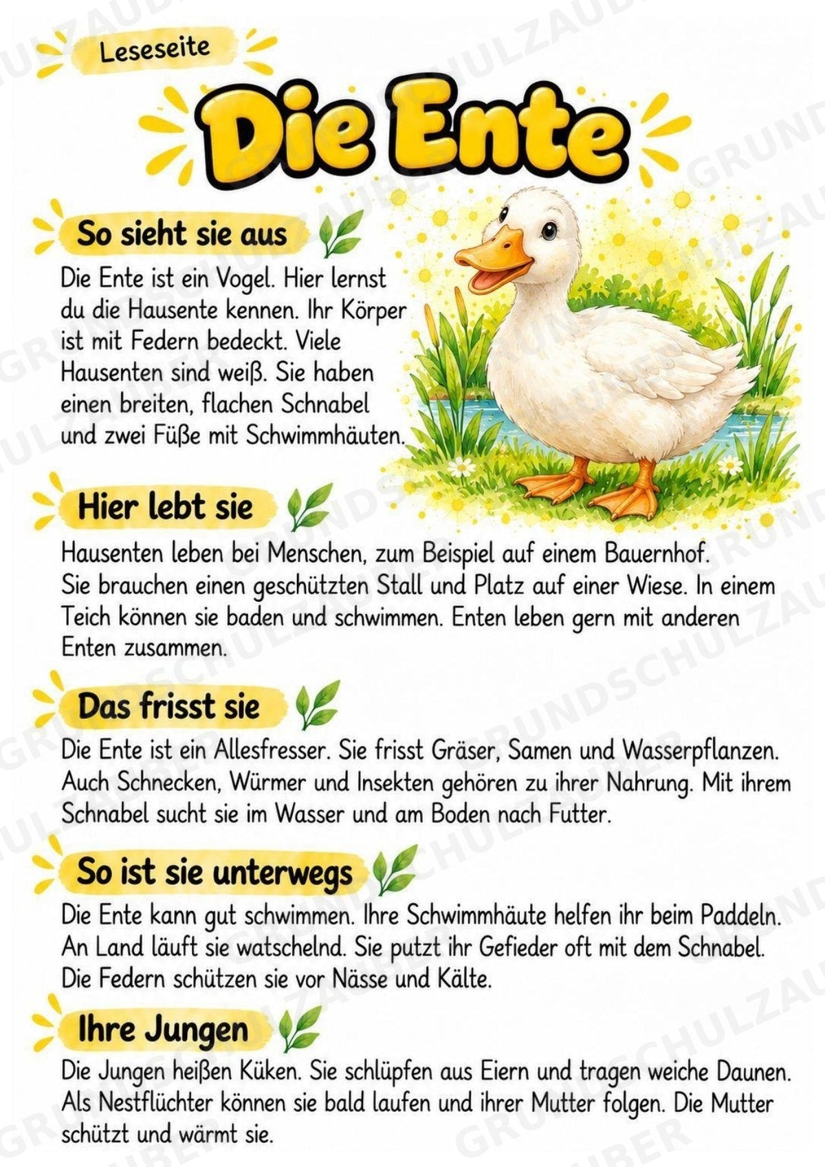 Ente - Lesetext & Steckbrief | Sachunterricht Tiere Grundschule – Materialseite 2