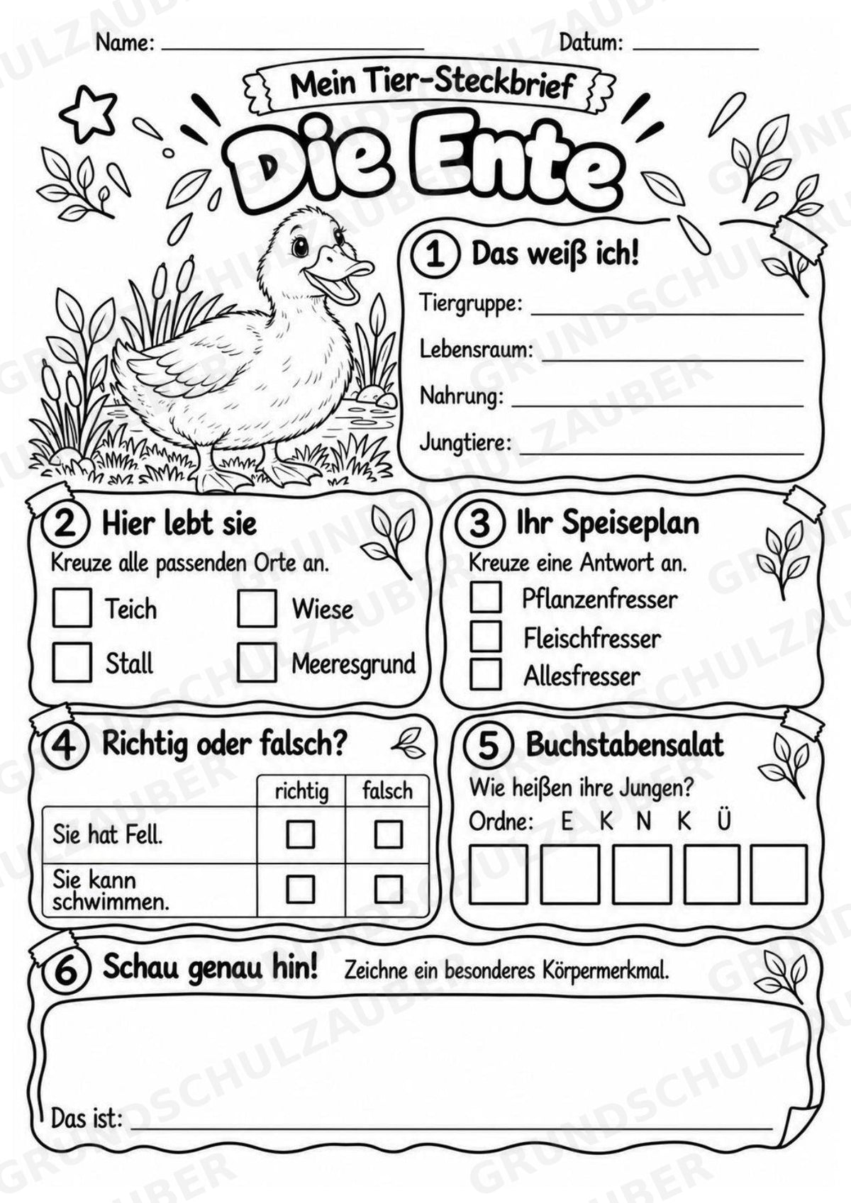Ente - Lesetext & Steckbrief | Sachunterricht Tiere Grundschule – Materialseite 4