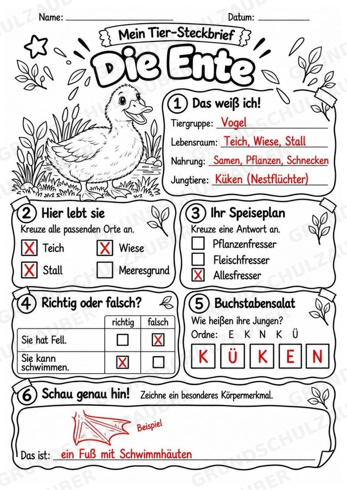 Ente - Lesetext & Steckbrief | Sachunterricht Tiere Grundschule – Materialseite 5
