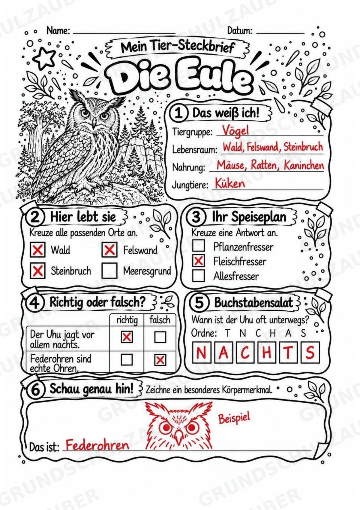 Eule - Lesetext & Steckbrief | Sachunterricht Tiere Grundschule – Materialseite 5