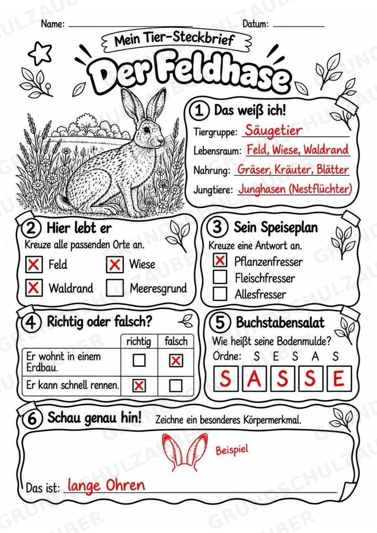 Feldhase - Lesetext & Steckbrief | Sachunterricht Tiere Grundschule – Materialseite 5