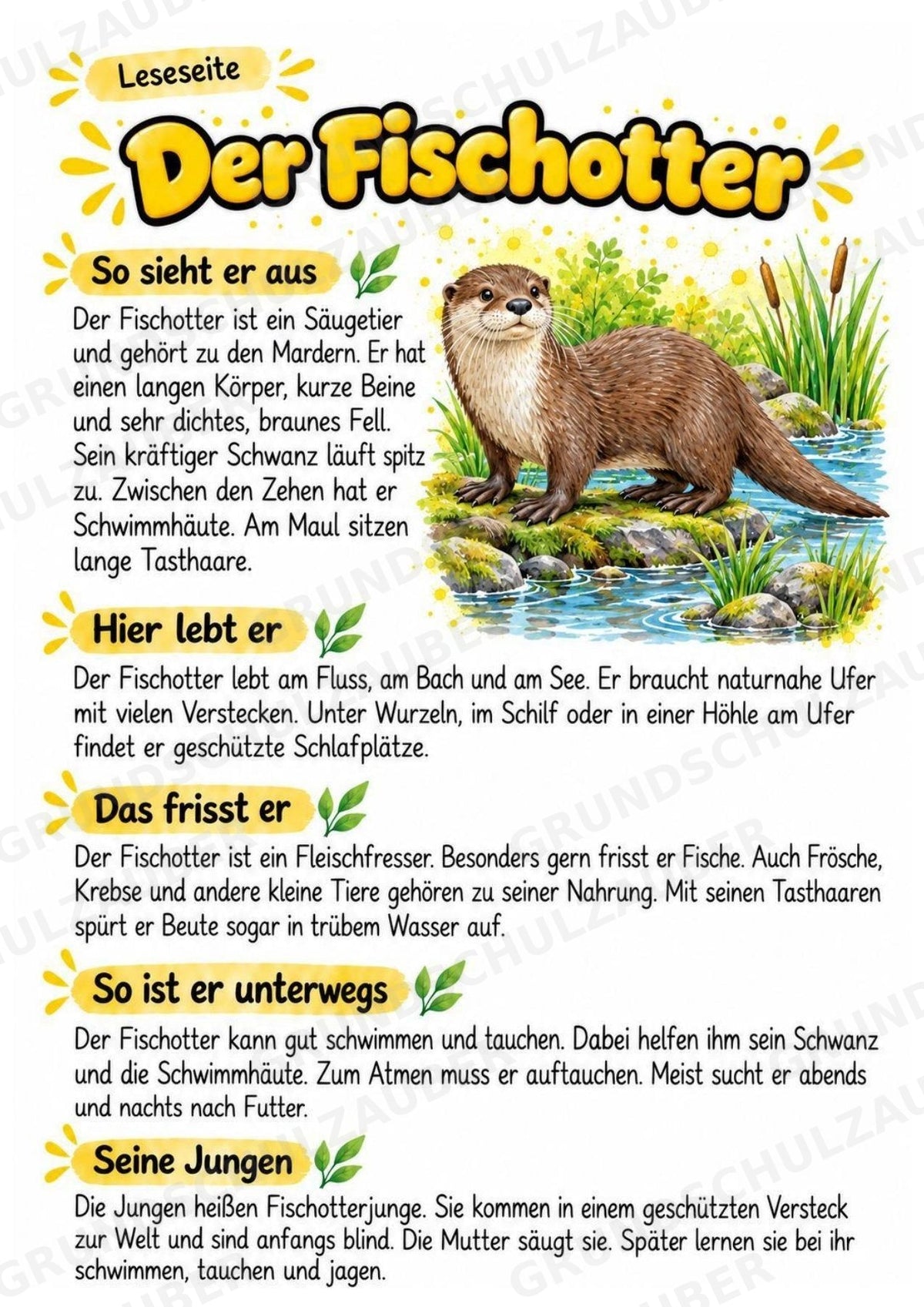 Fischotter - Lesetext & Steckbrief | Sachunterricht Tiere Grundschule – Materialseite 2