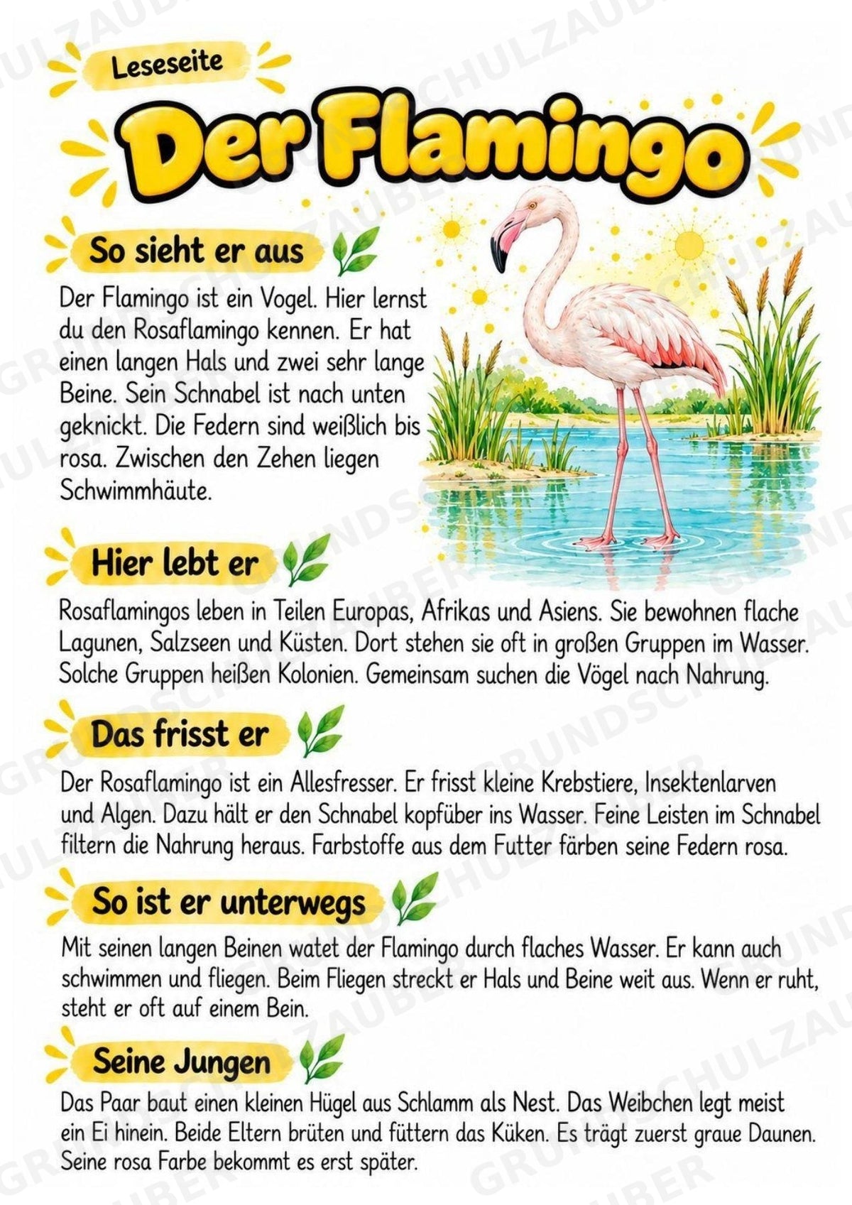 Flamingo - Lesetext & Steckbrief | Sachunterricht Tiere Grundschule – Materialseite 2