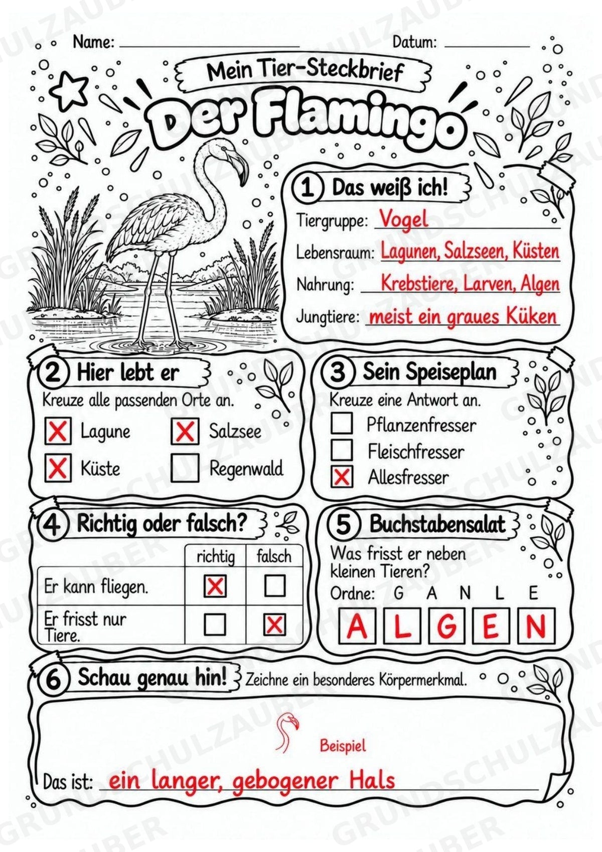 Flamingo - Lesetext & Steckbrief | Sachunterricht Tiere Grundschule – Materialseite 5
