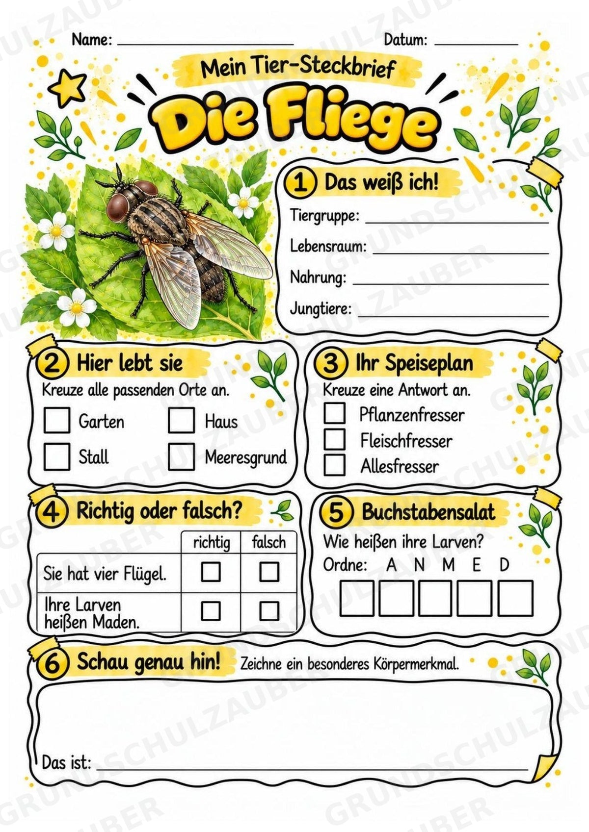 Fliege - Lesetext & Steckbrief | Sachunterricht Tiere Grundschule – Materialseite 3