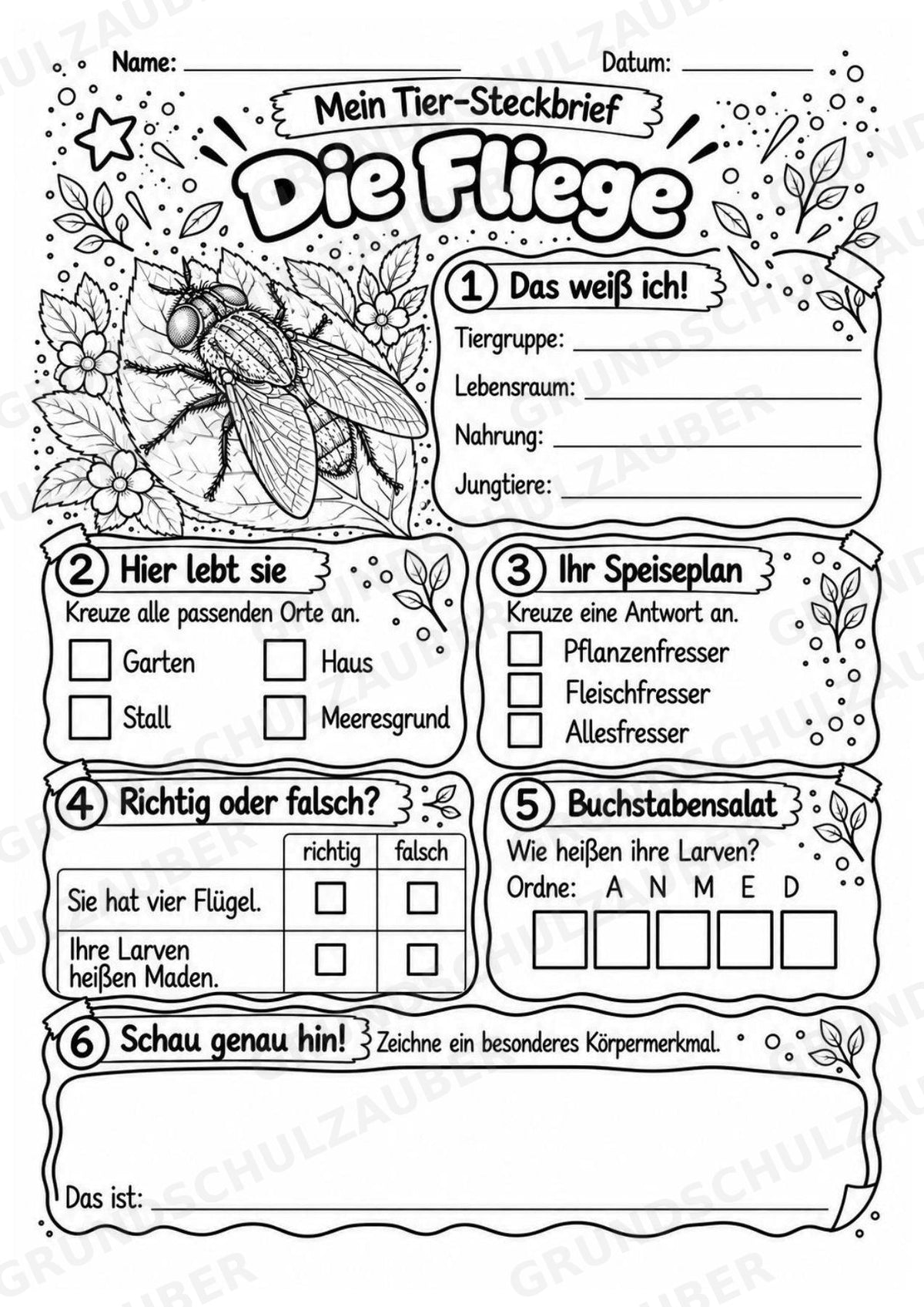 Fliege - Lesetext & Steckbrief | Sachunterricht Tiere Grundschule – Materialseite 4