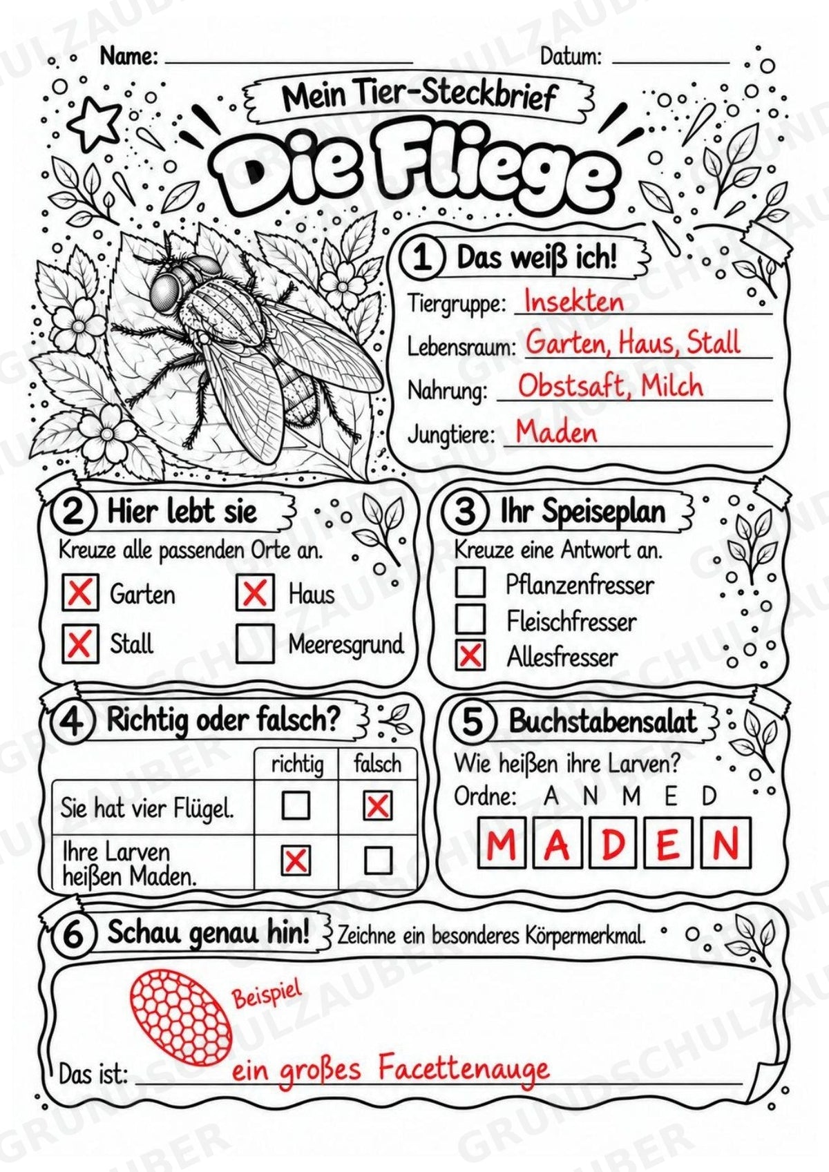 Fliege - Lesetext & Steckbrief | Sachunterricht Tiere Grundschule – Materialseite 5