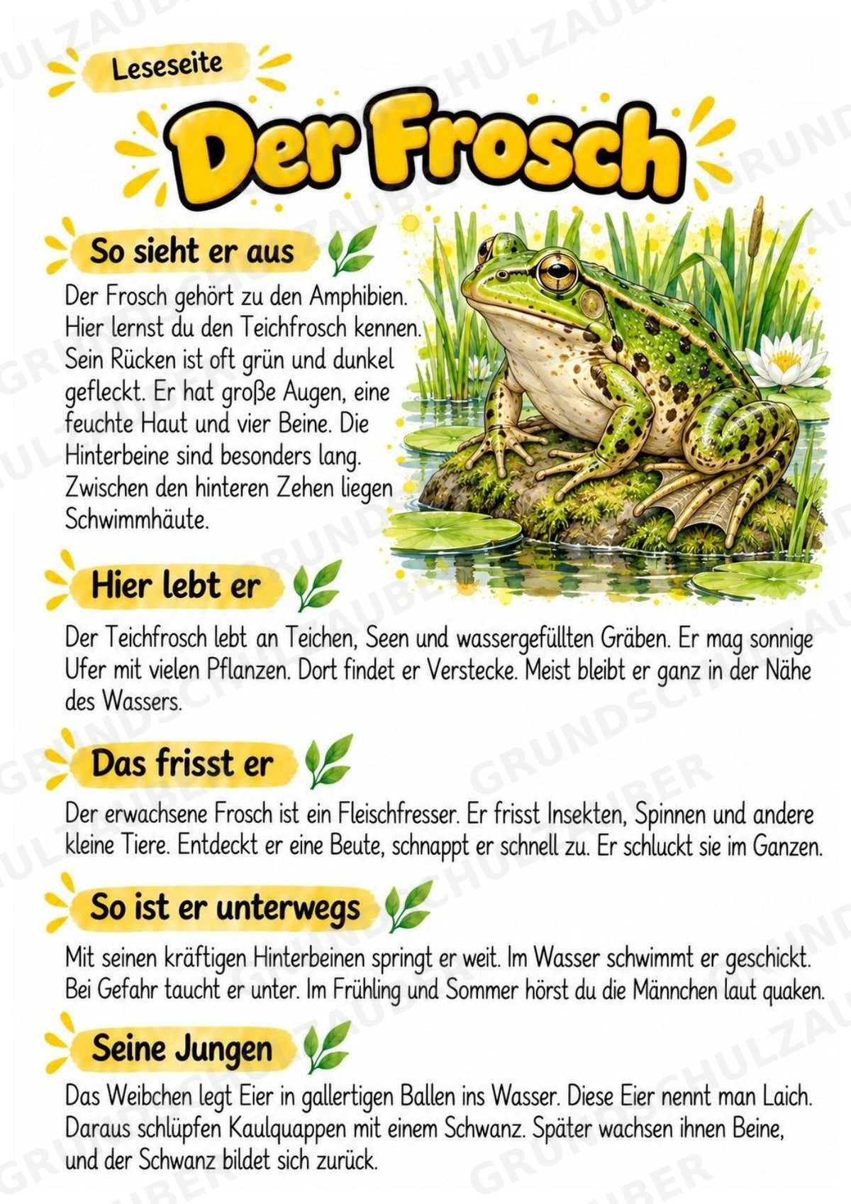 Frosch - Lesetext & Steckbrief | Sachunterricht Tiere Grundschule – Materialseite 2