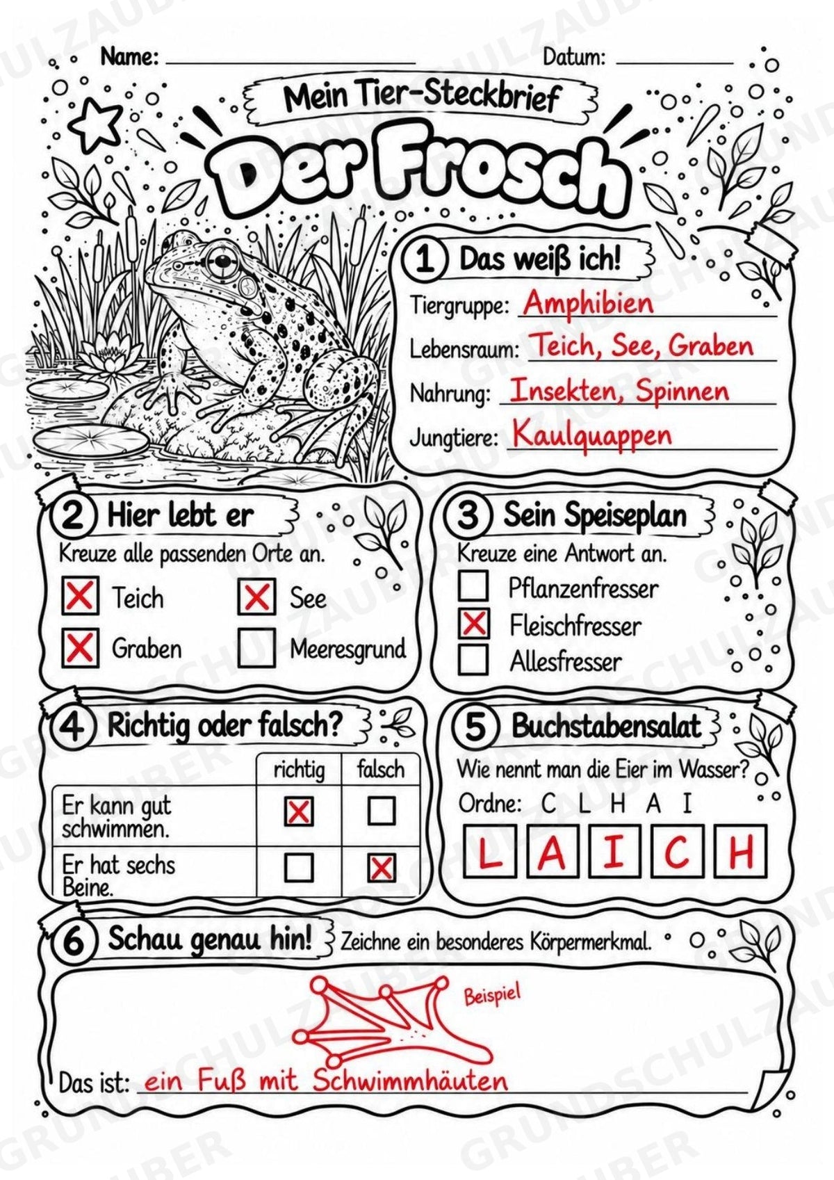 Frosch - Lesetext & Steckbrief | Sachunterricht Tiere Grundschule – Materialseite 5