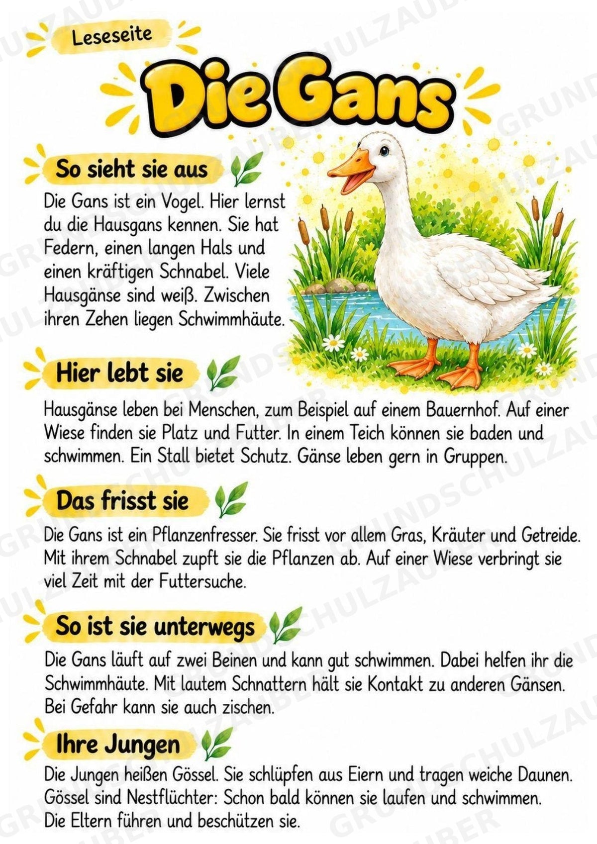 Gans - Lesetext & Steckbrief | Sachunterricht Tiere Grundschule – Materialseite 2