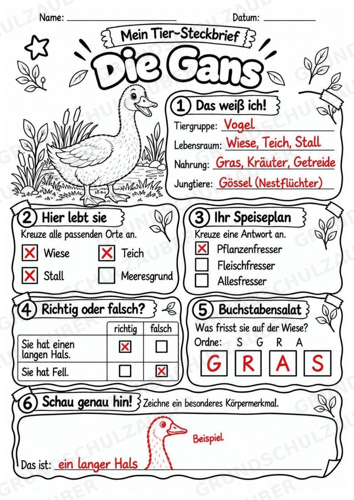 Gans - Lesetext & Steckbrief | Sachunterricht Tiere Grundschule – Materialseite 5