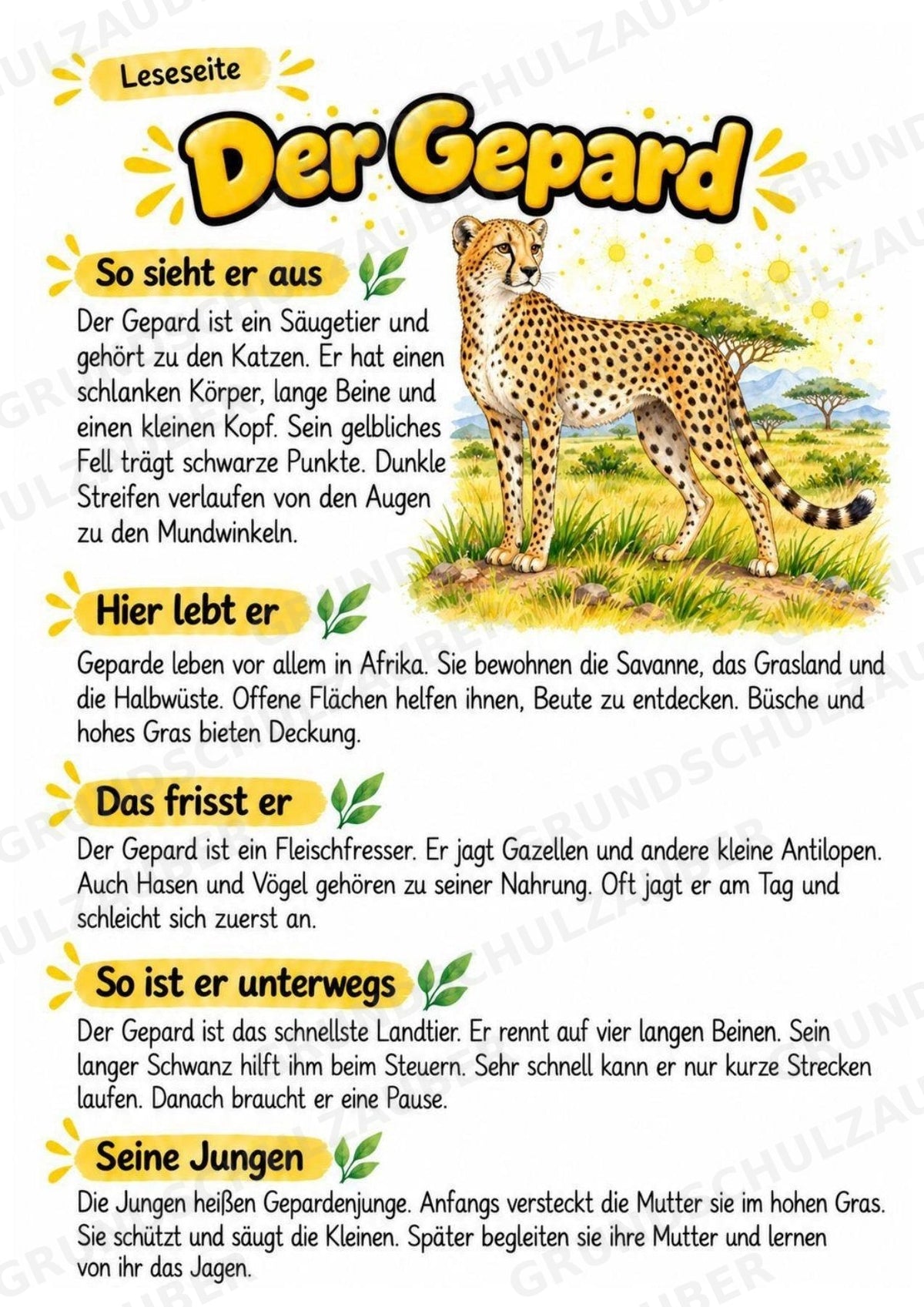 Gepard - Lesetext & Steckbrief | Sachunterricht Tiere Grundschule – Materialseite 2