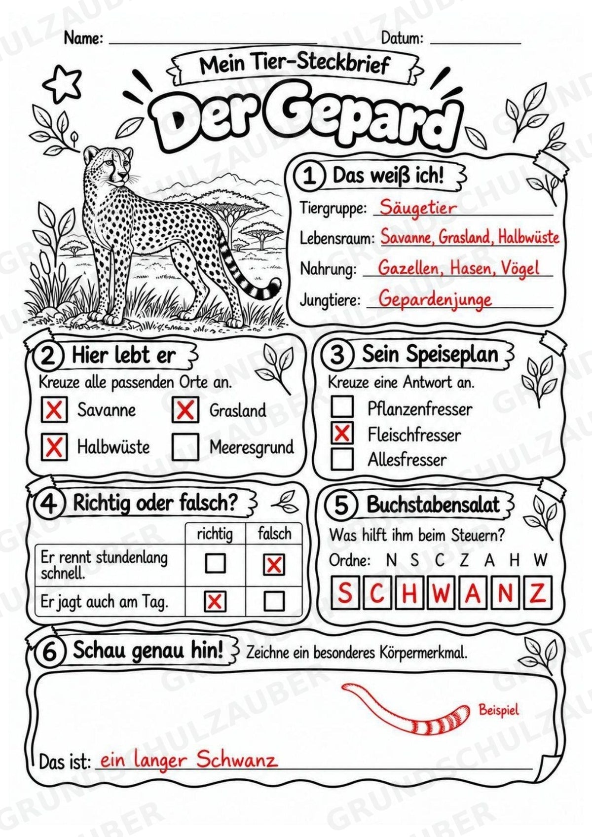 Gepard - Lesetext & Steckbrief | Sachunterricht Tiere Grundschule – Materialseite 5