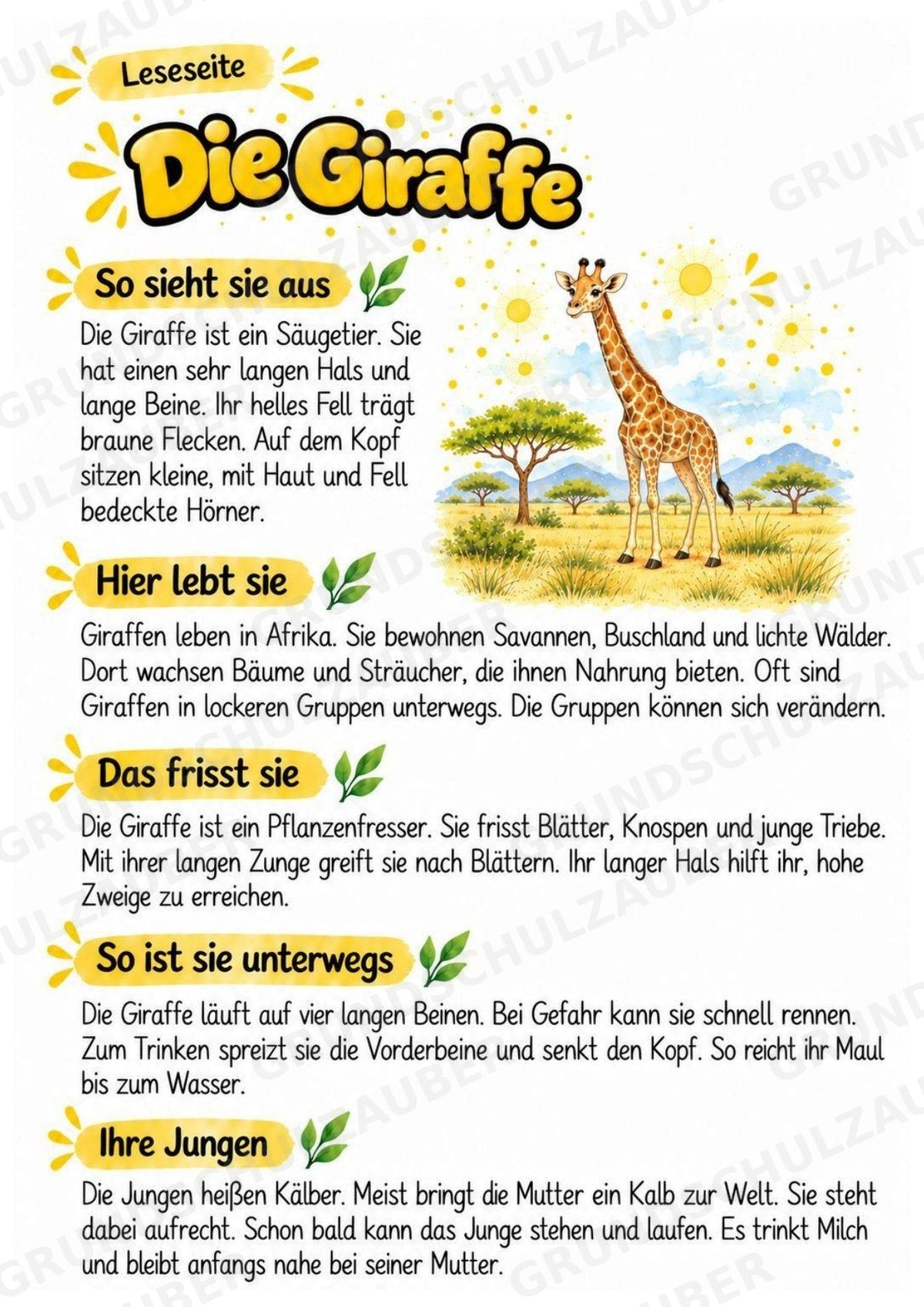 Giraffe - Lesetext & Steckbrief | Sachunterricht Tiere Grundschule – Materialseite 2
