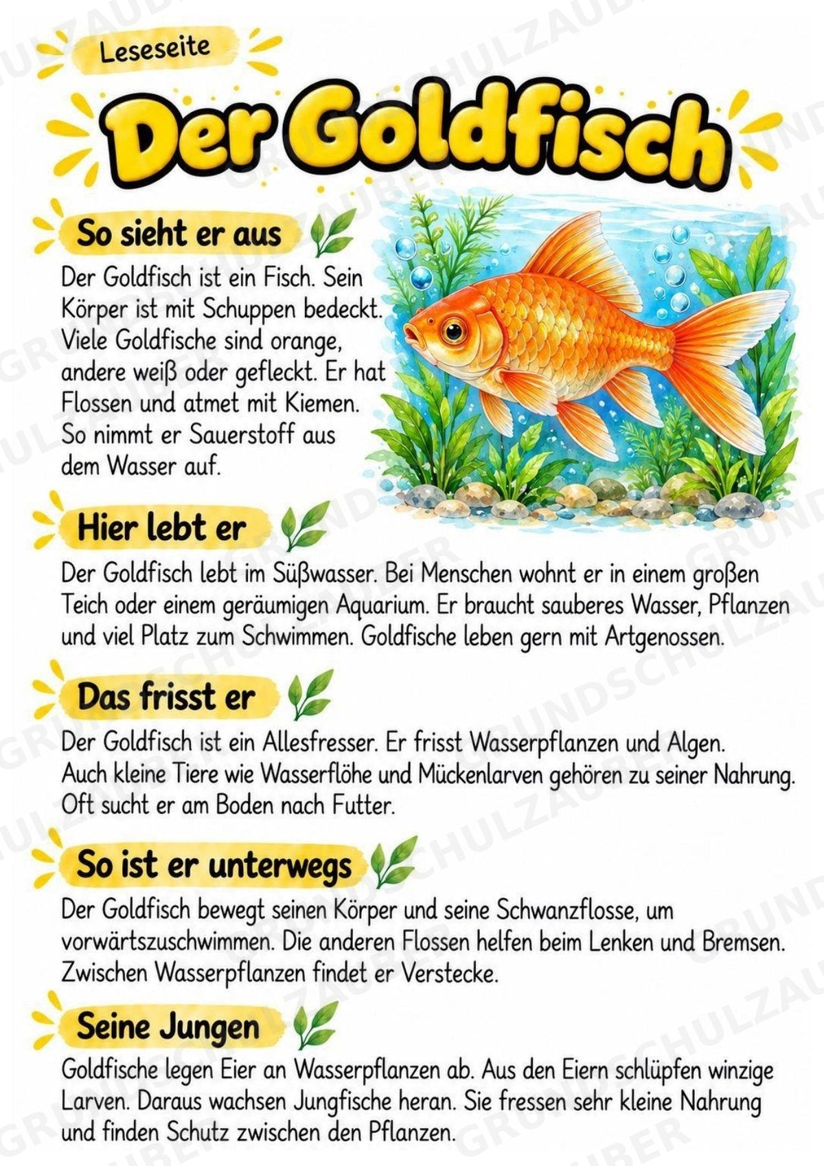 Goldfisch - Lesetext & Steckbrief | Sachunterricht Tiere Grundschule – Materialseite 2